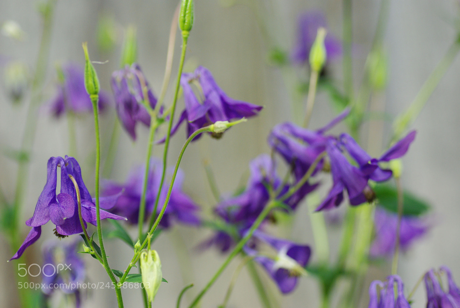 Pentax K200D sample photo. Bells photography