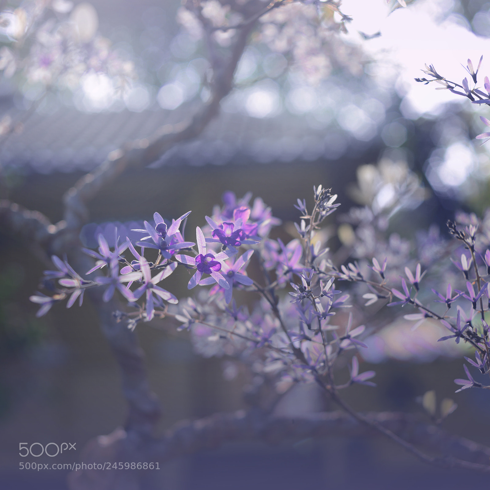 Nikon D600 sample photo. Purple wreath flower photography