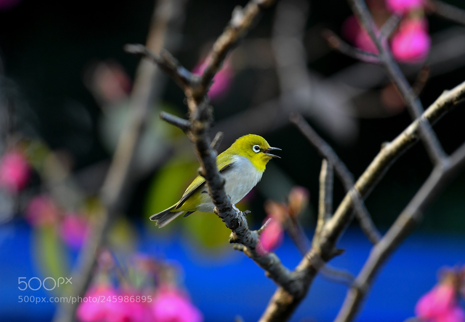 Nikon D5 sample photo. Japanese white-eye photography