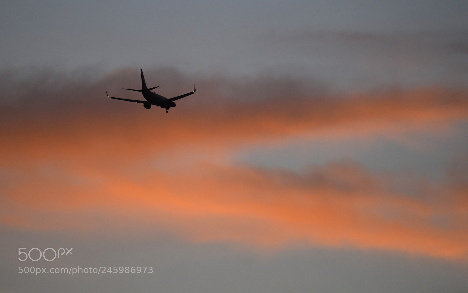 Nikon D5600 sample photo. Flyin' high photography
