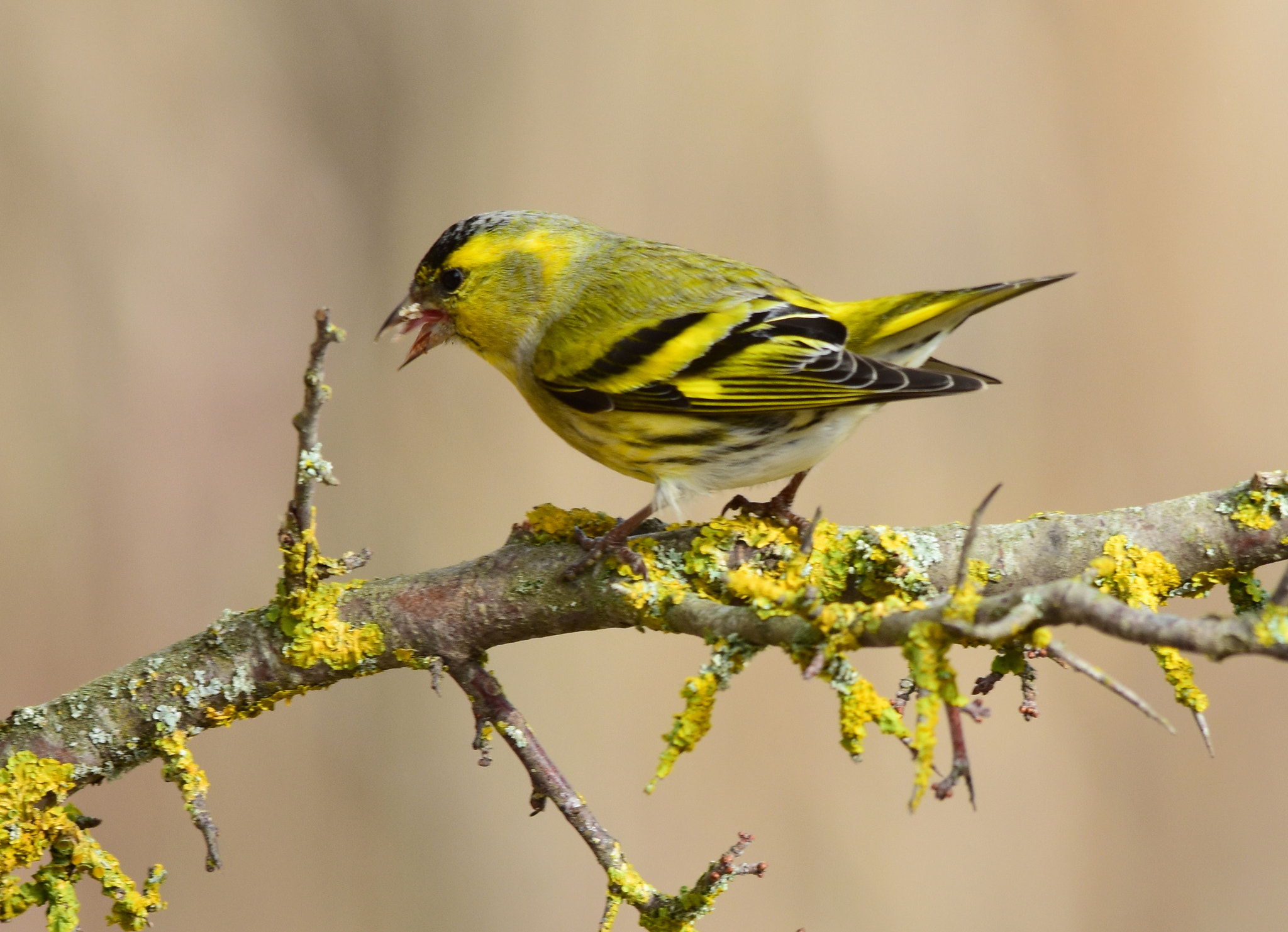 Sigma 150-500mm F5-6.3 DG OS HSM sample photo. Lucherino photography