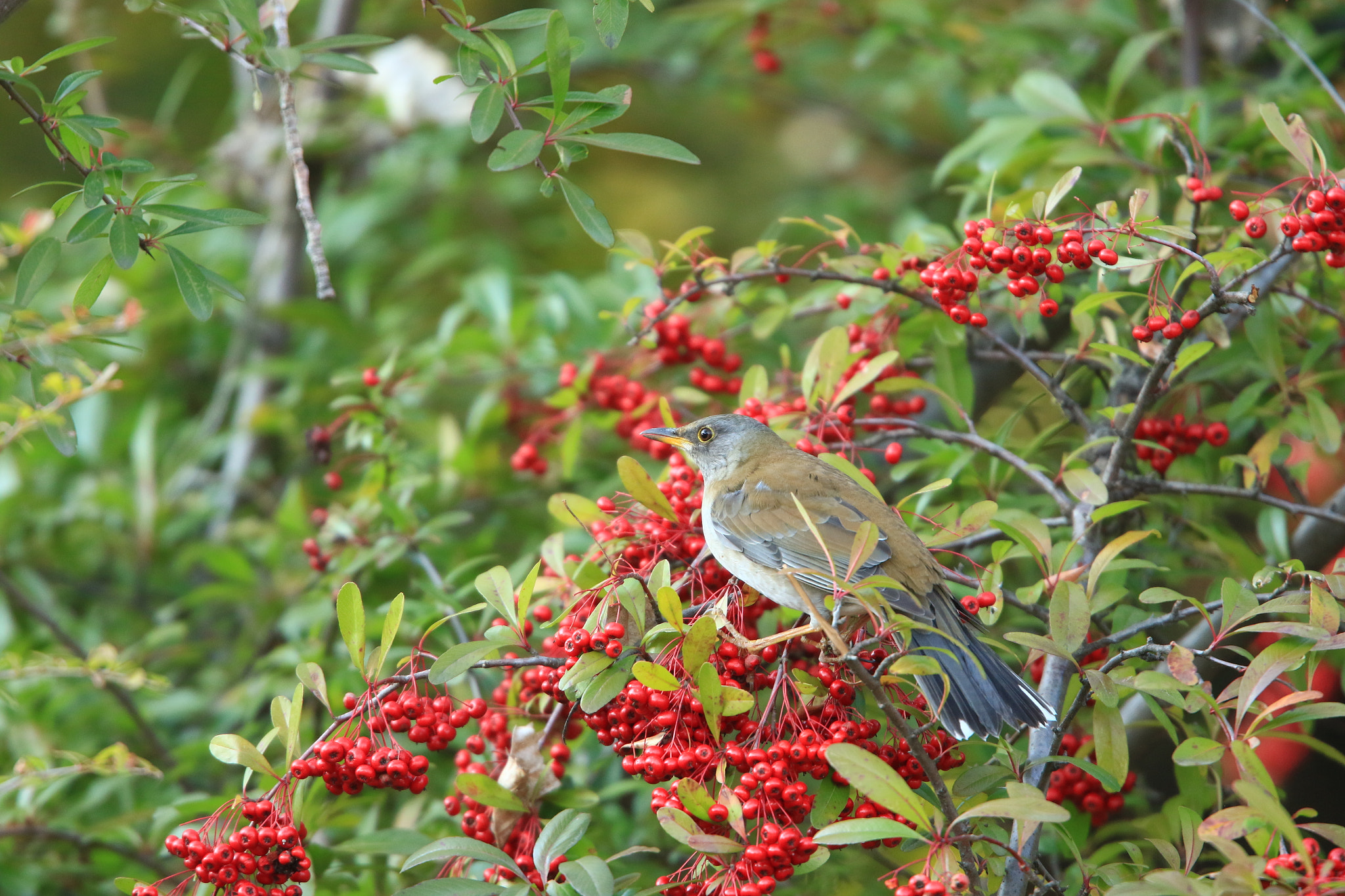 Canon EF 400mm F2.8L IS USM sample photo. Pale thrush シロハラ photography