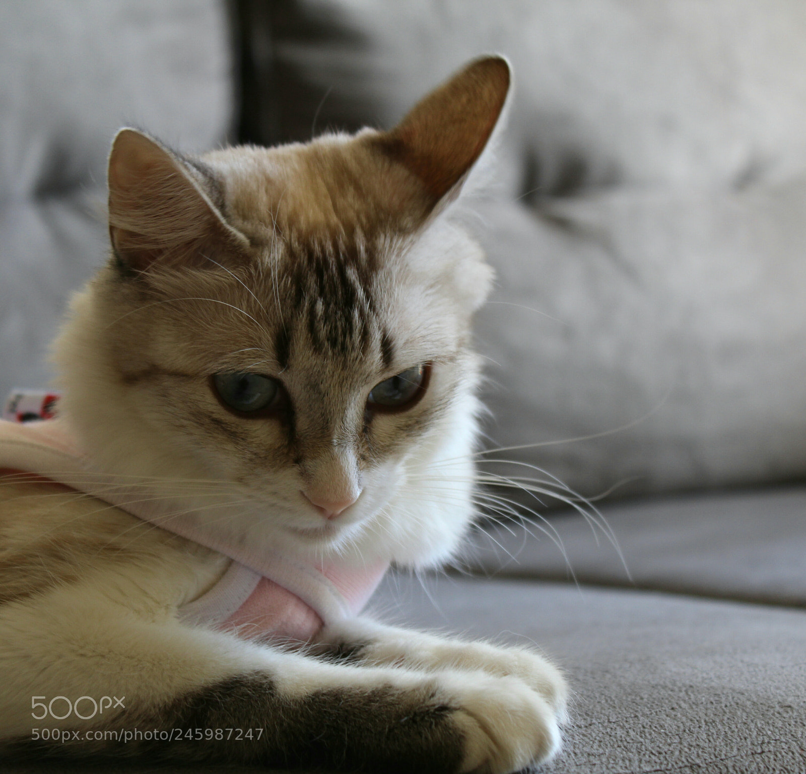 Canon EOS 1300D (EOS Rebel T6 / EOS Kiss X80) sample photo. Amora photography