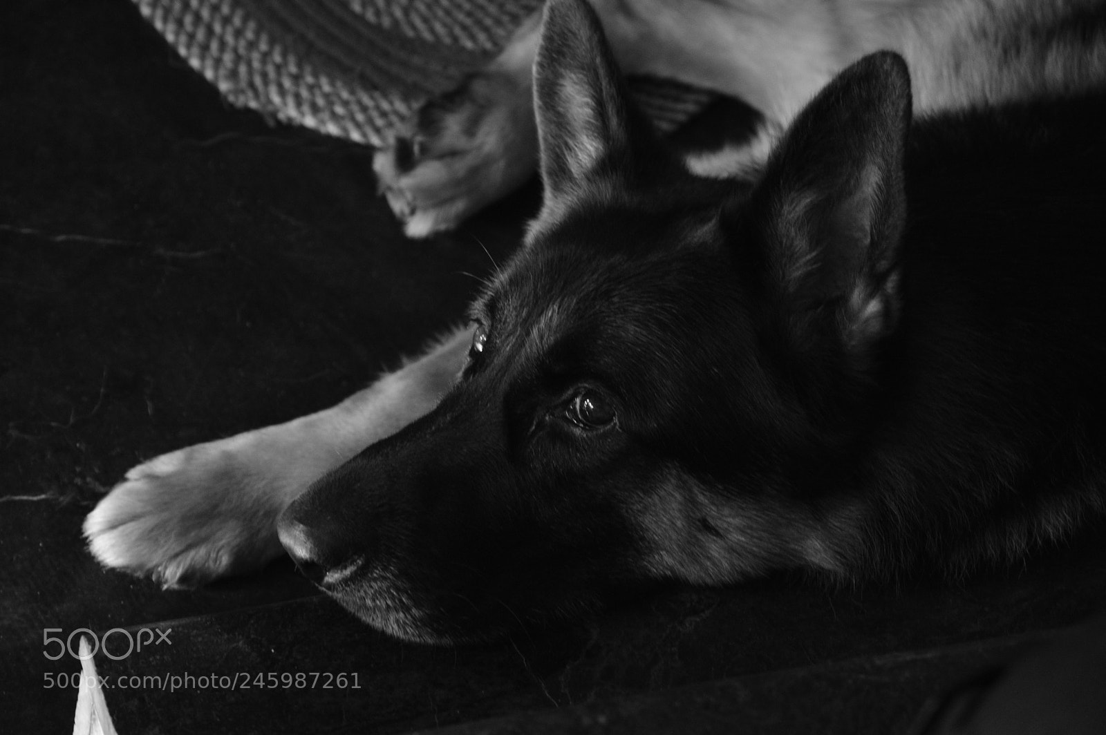 Nikon D3200 sample photo. Dog photography