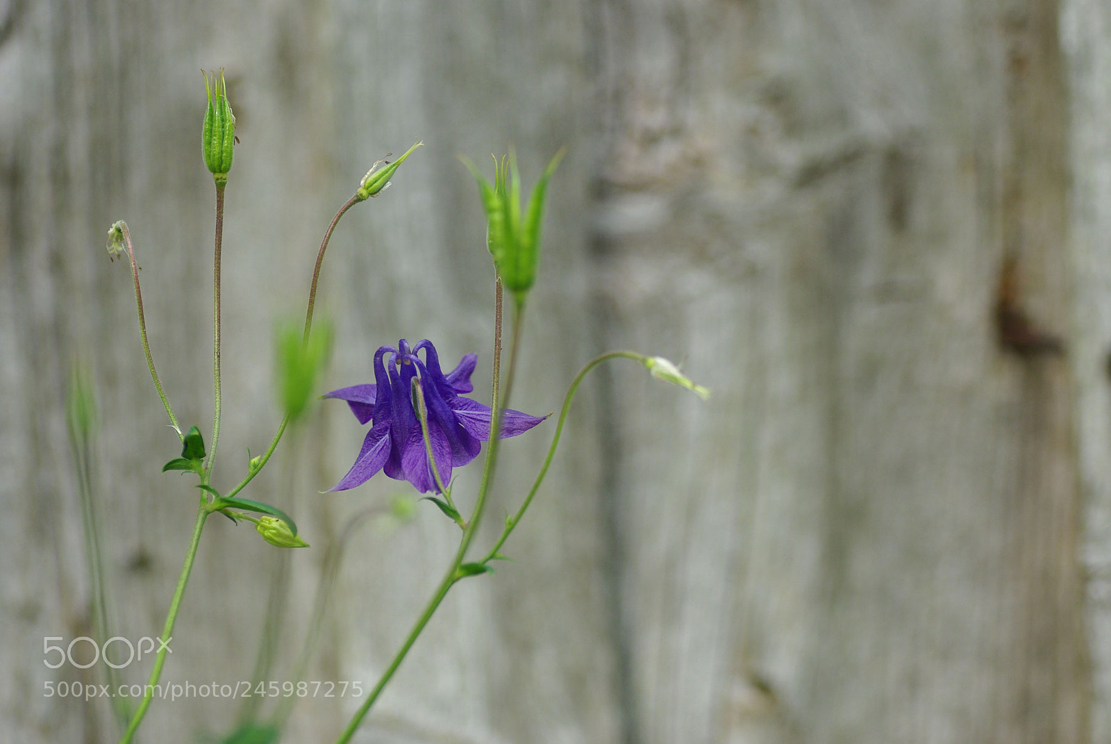 Pentax K200D sample photo. Blue photography