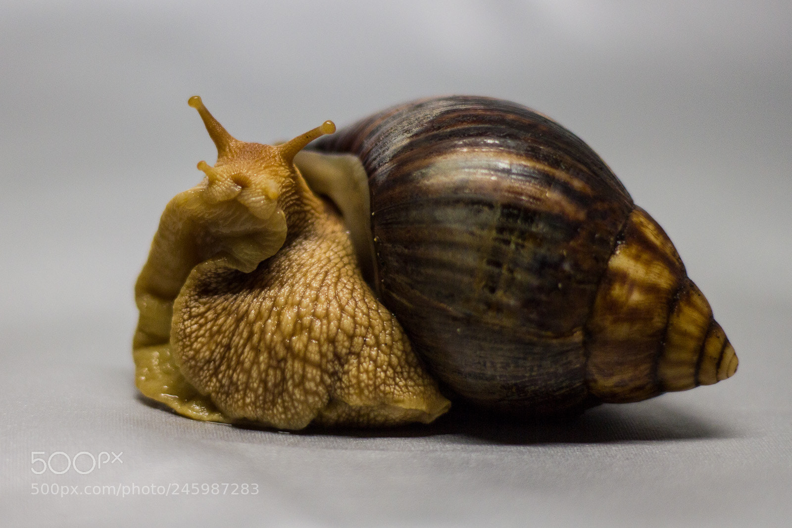 Canon EOS 550D (EOS Rebel T2i / EOS Kiss X4) sample photo. Snail photography