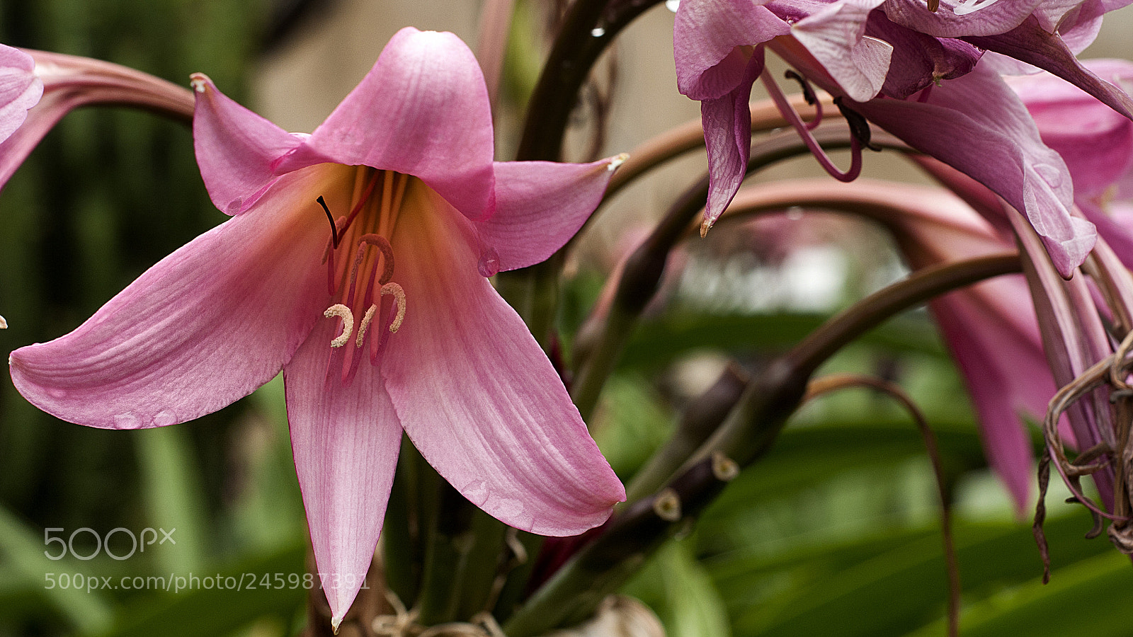 Nikon D300S sample photo. Flor photography