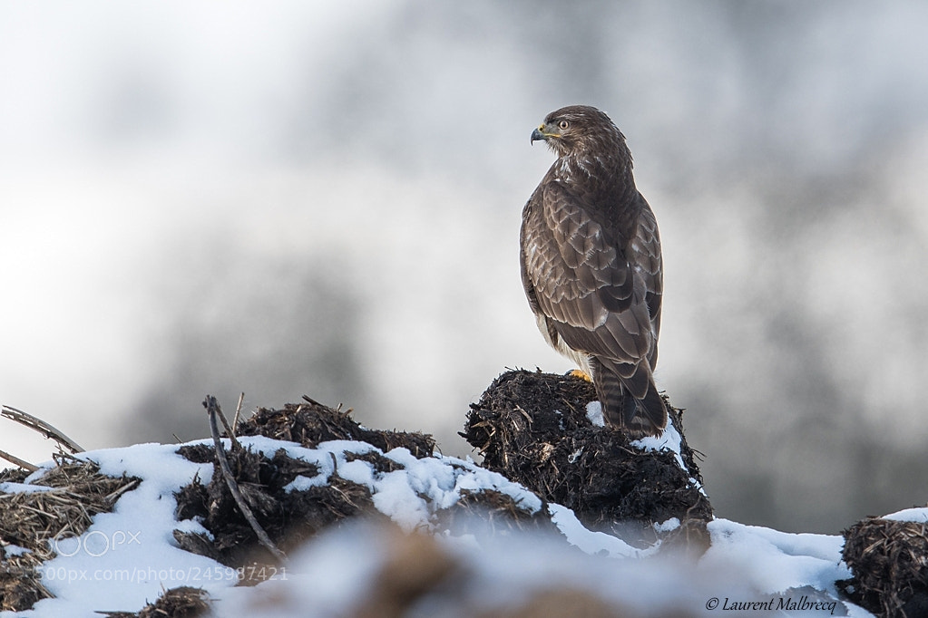 Nikon D500 sample photo. Buse variable photography