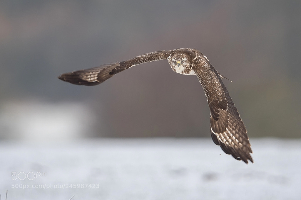 Nikon D500 sample photo. Buse variable photography