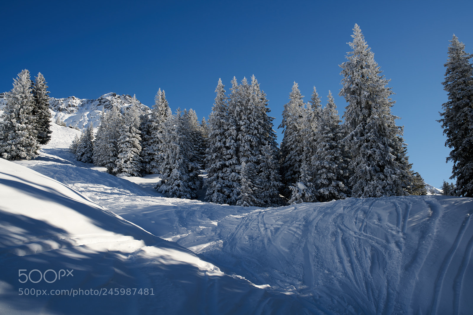 Sony a99 II sample photo. Snowy trees 1 photography