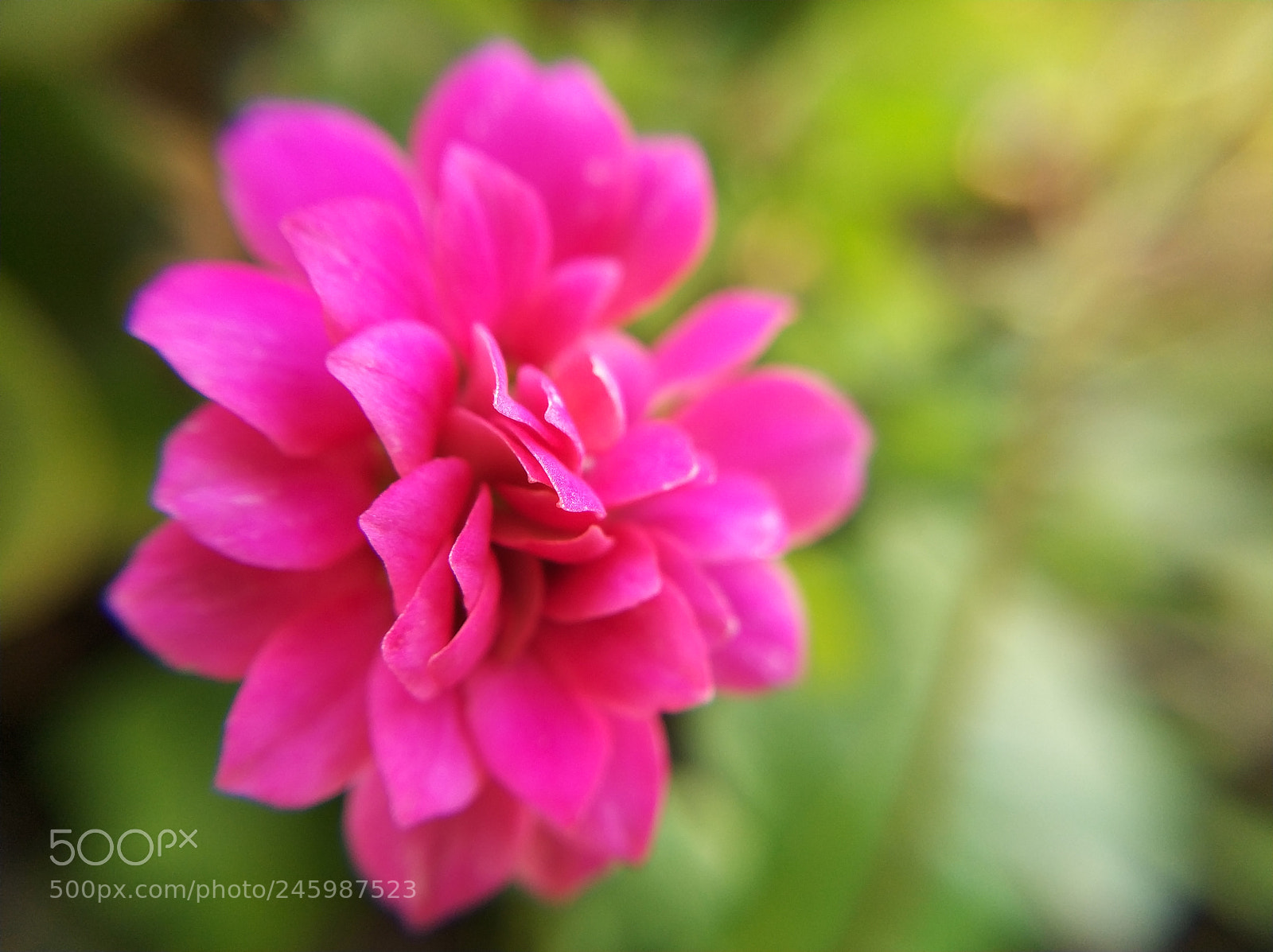 Xiaomi MI6 sample photo. Untitled photography