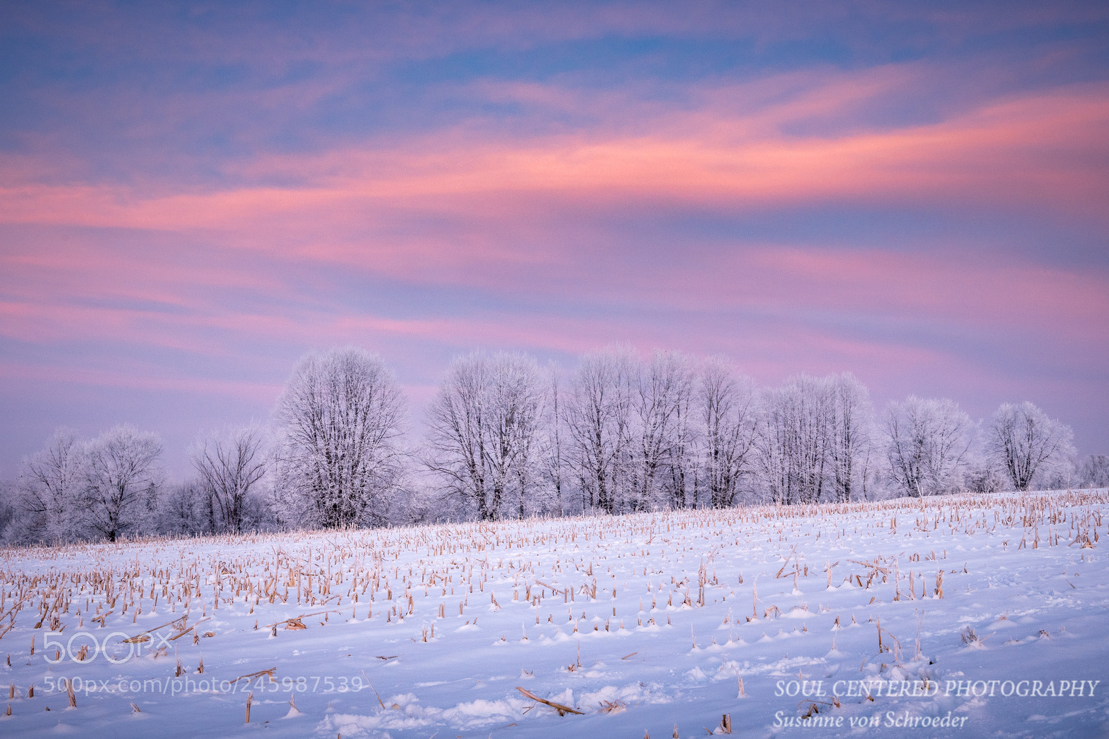 Nikon D850 sample photo. Dawn on a frosty photography