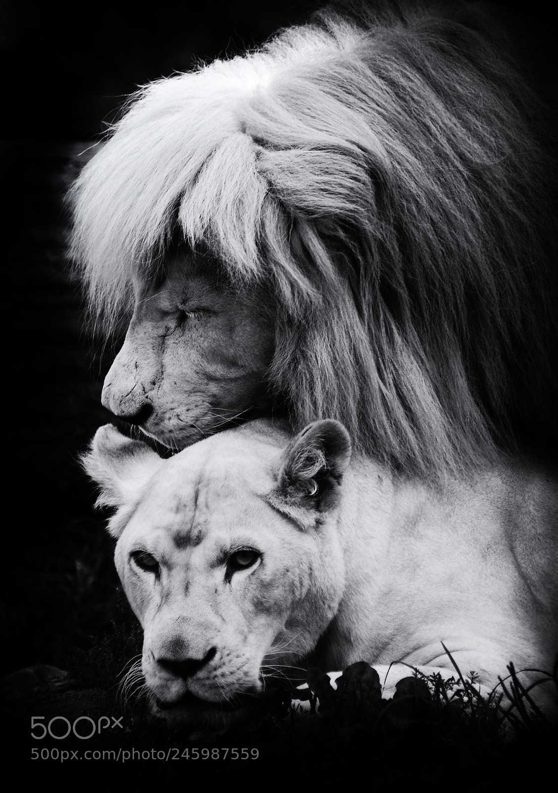 Nikon D800 sample photo. White lions photography