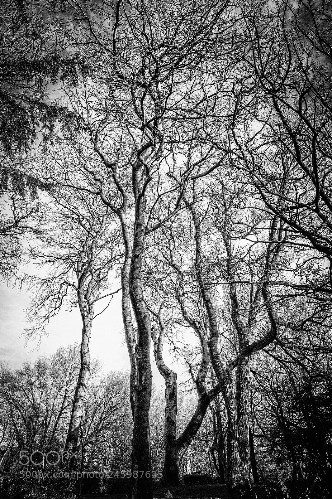 Nikon D5600 sample photo. Winding trees photography