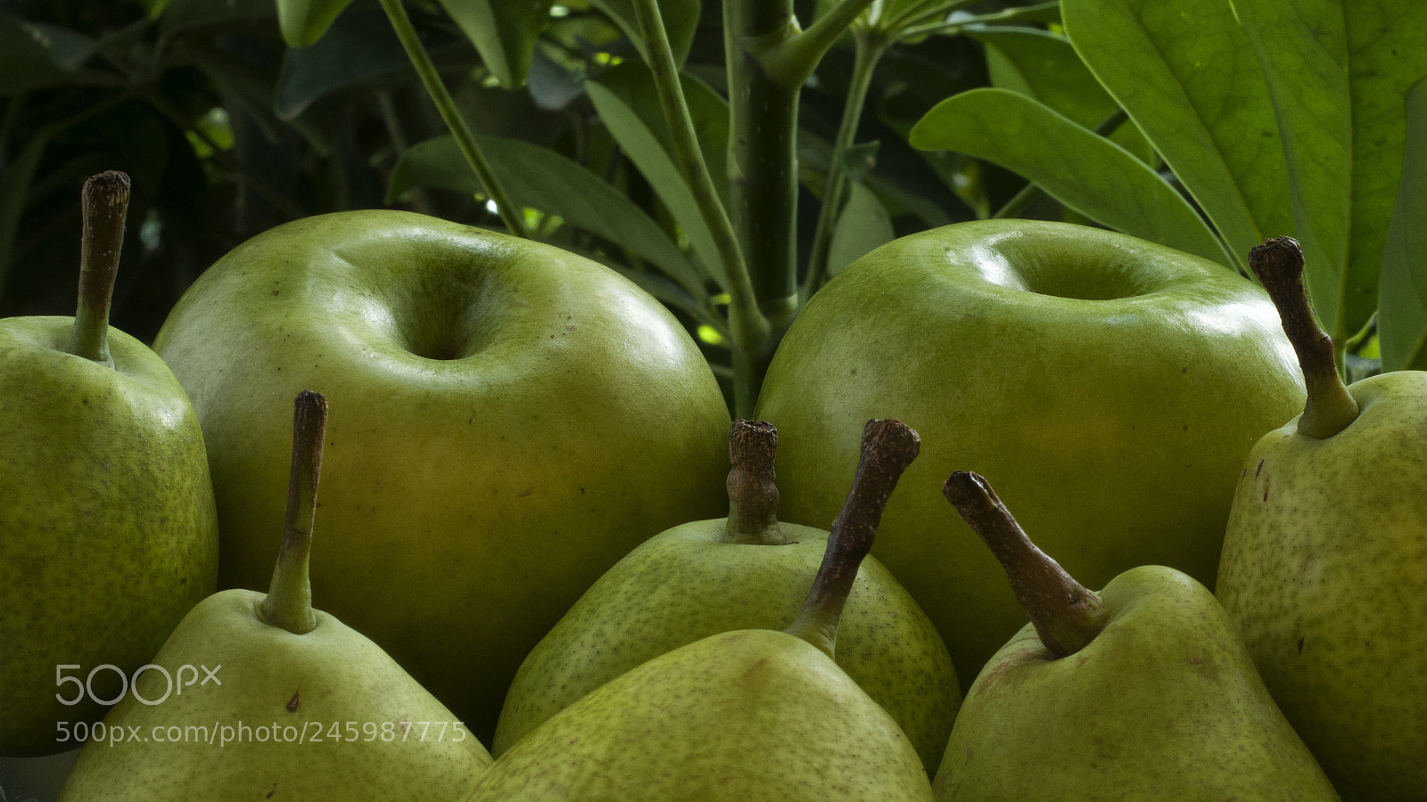 Nikon D300S sample photo. Verde photography