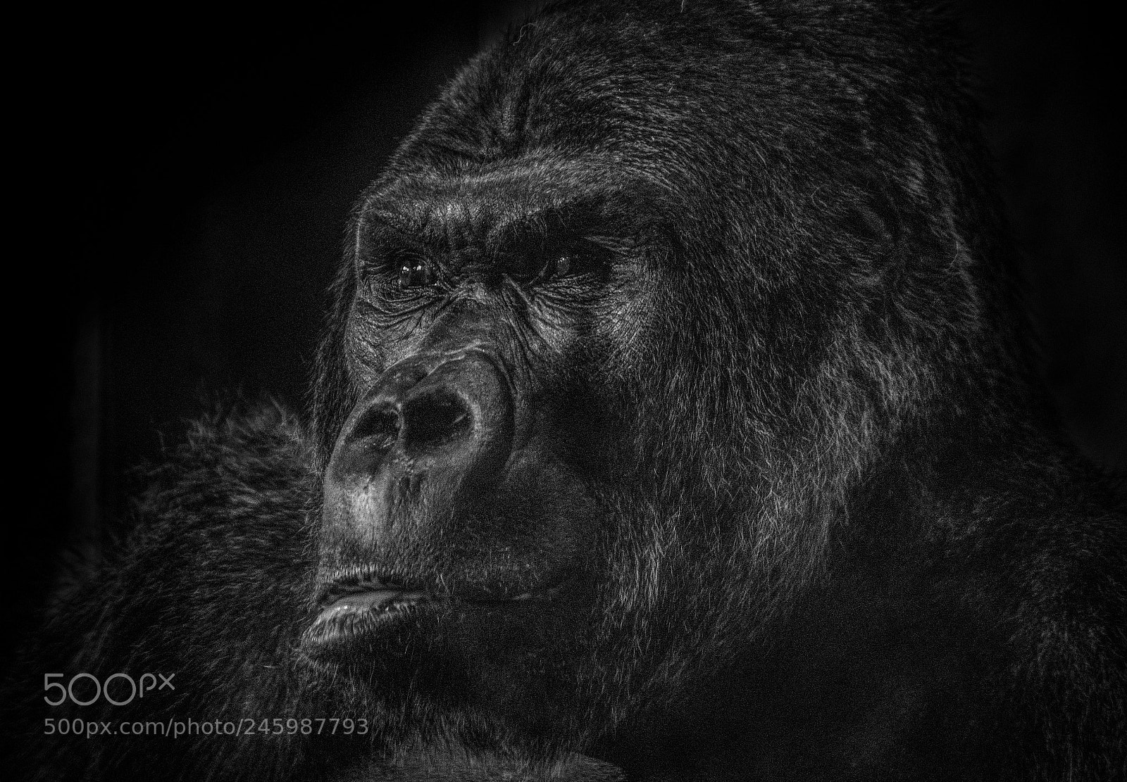 Nikon D610 sample photo. Gorilla iii photography