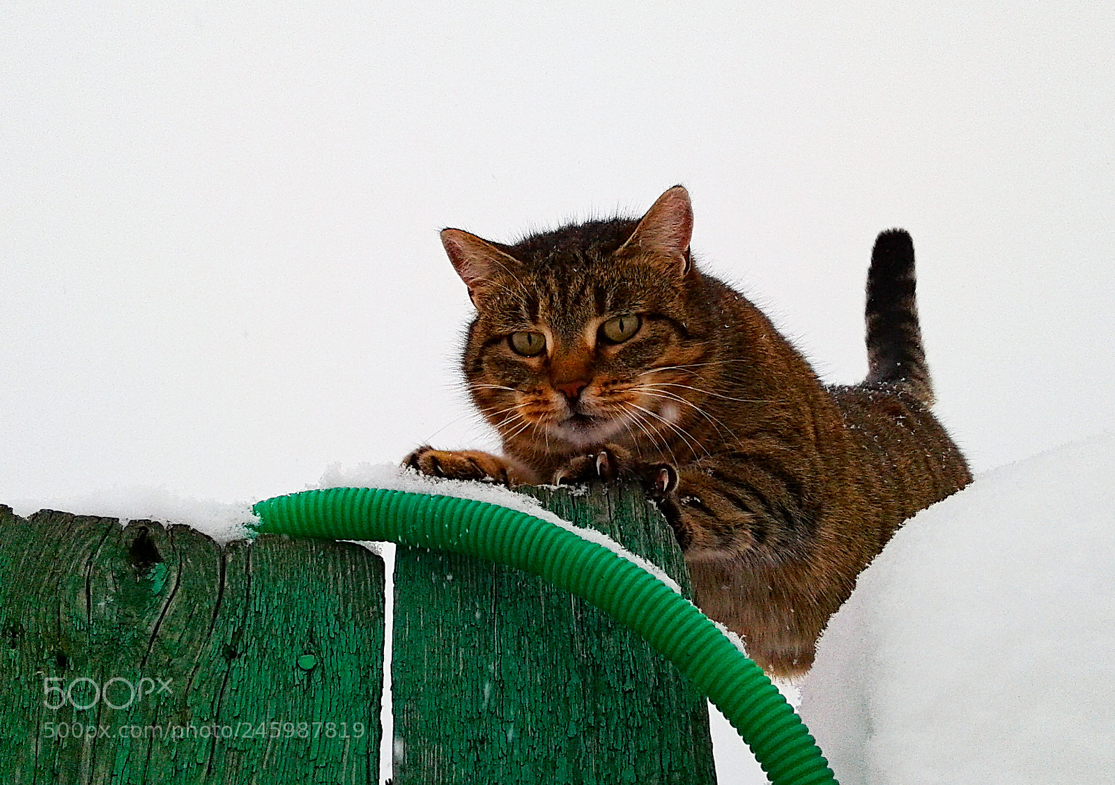 Samsung Galaxy J1 sample photo. City cat photography