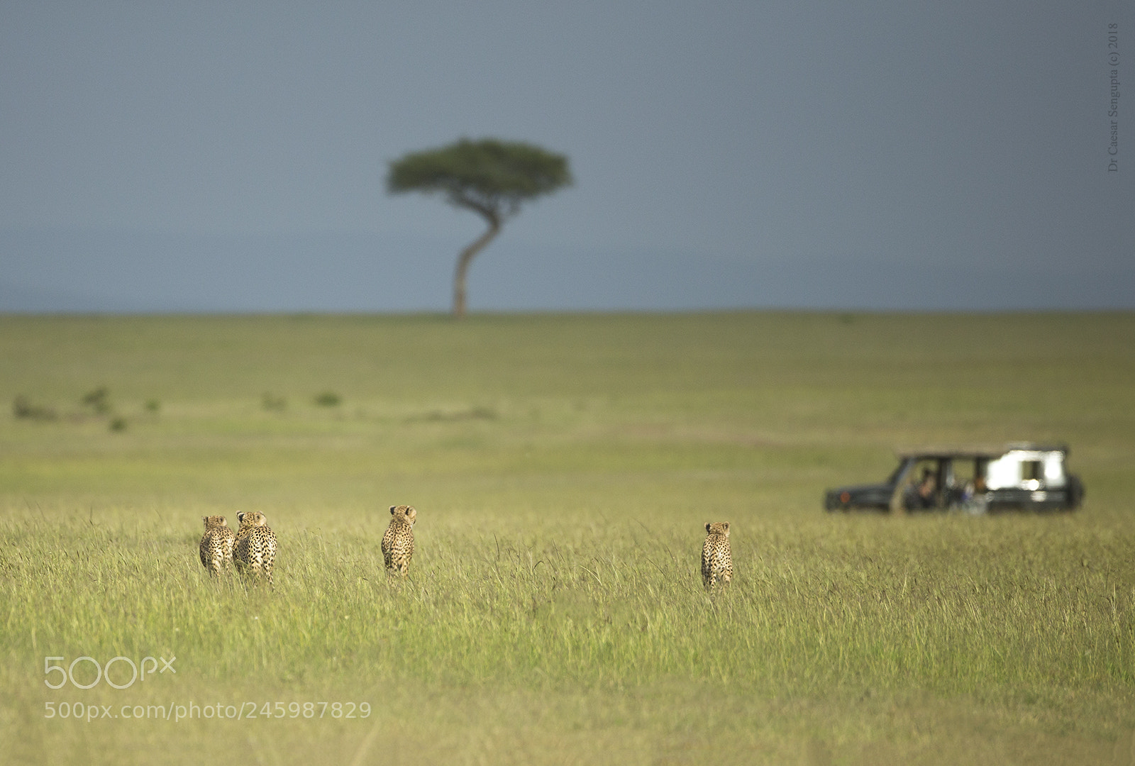 Canon EOS-1D X sample photo. The cheetahs and the photography