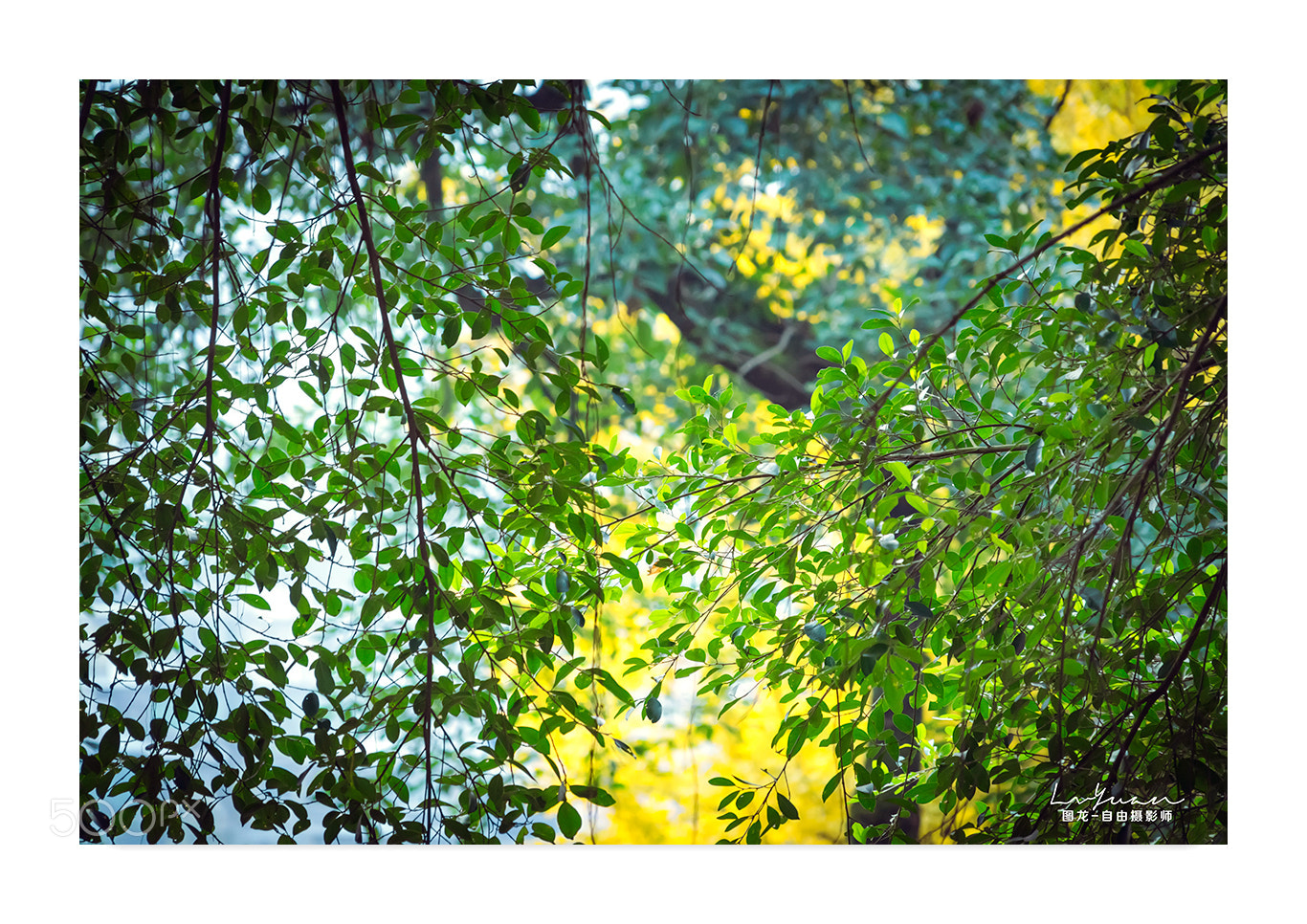 Sony a7 II sample photo. Untitled photography