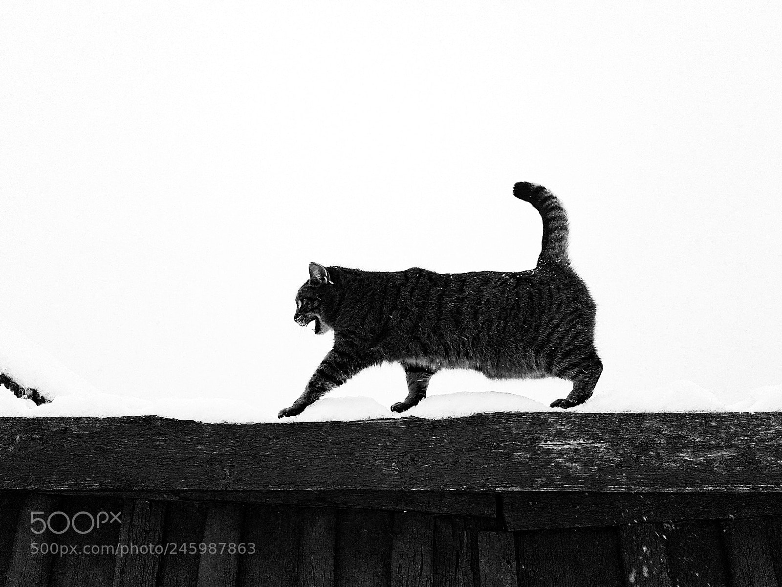 Samsung Galaxy J1 sample photo. City cat. male photography