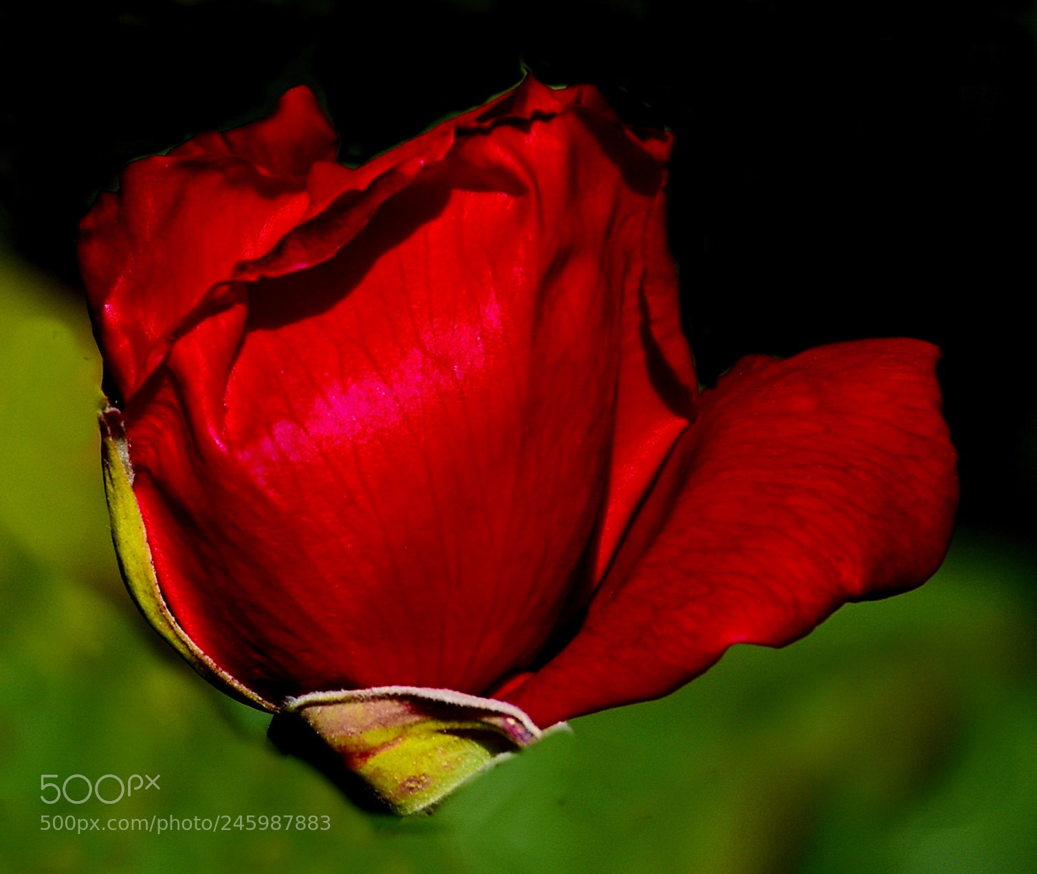 Nikon D7200 sample photo. Red rose photography