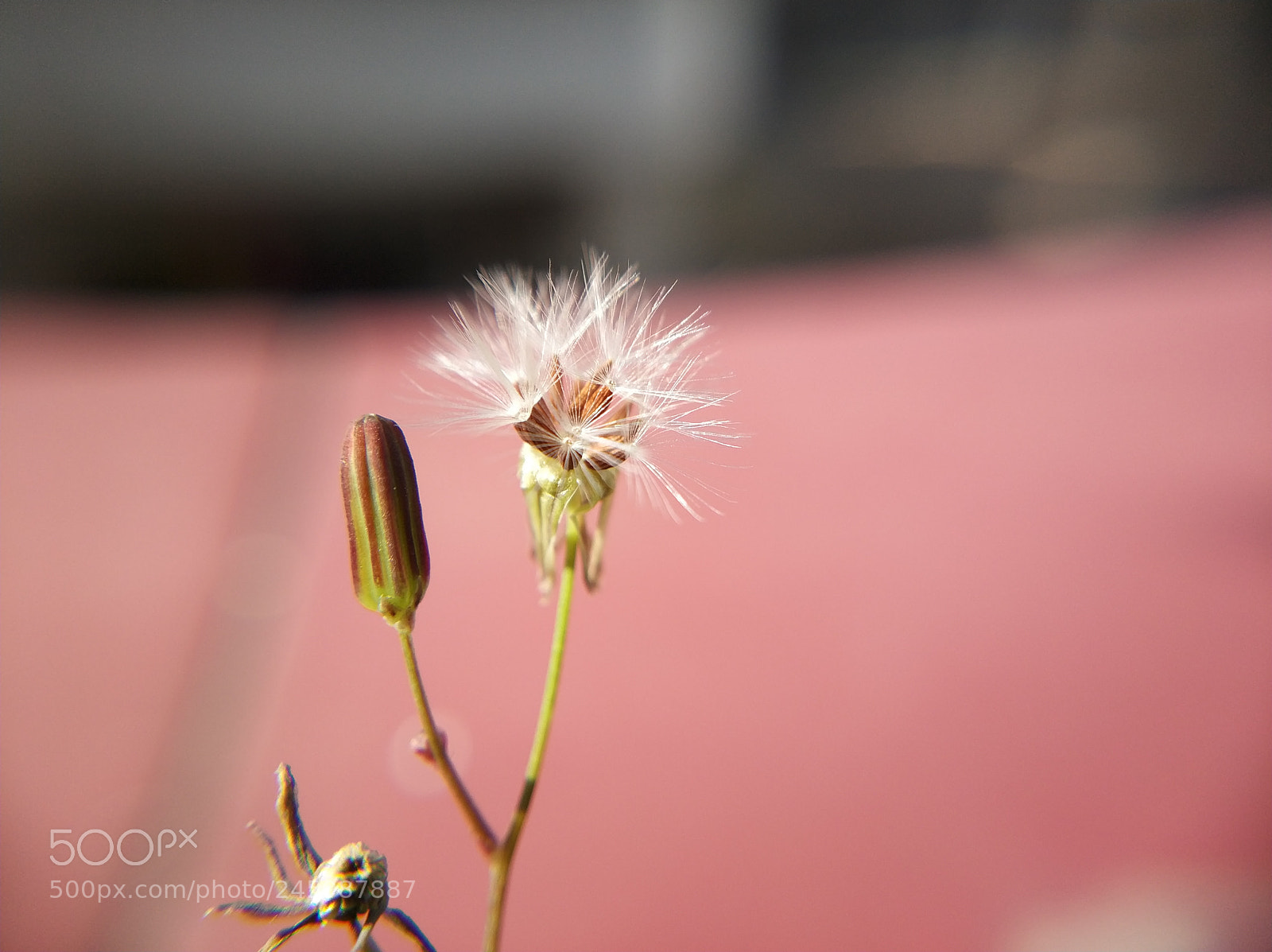 Xiaomi MI6 sample photo. Untitled photography