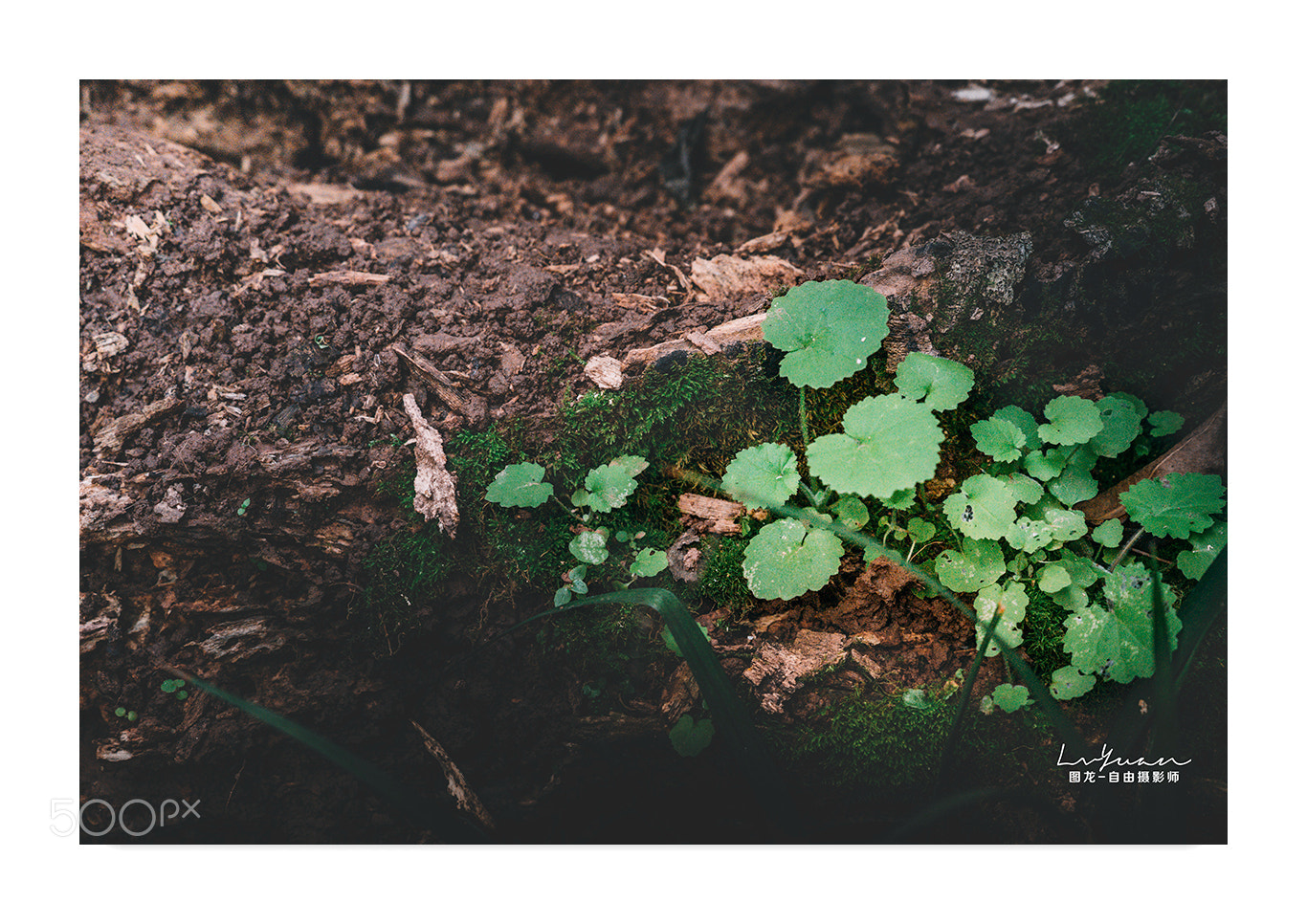 Sony a7 II sample photo. Untitled photography