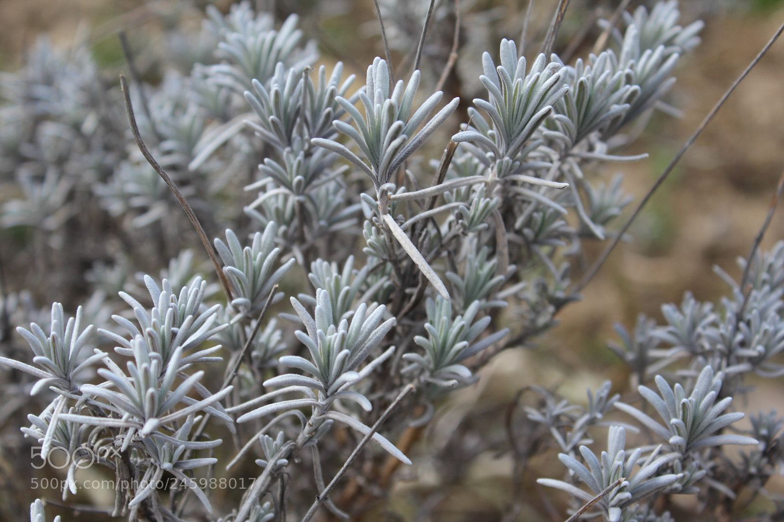 Canon EOS 600D (Rebel EOS T3i / EOS Kiss X5) sample photo. Img photography