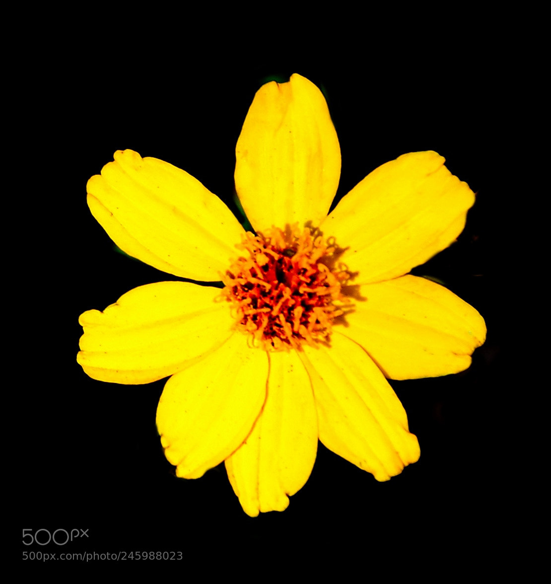 Nikon D7200 sample photo. Gold daisy flower photography