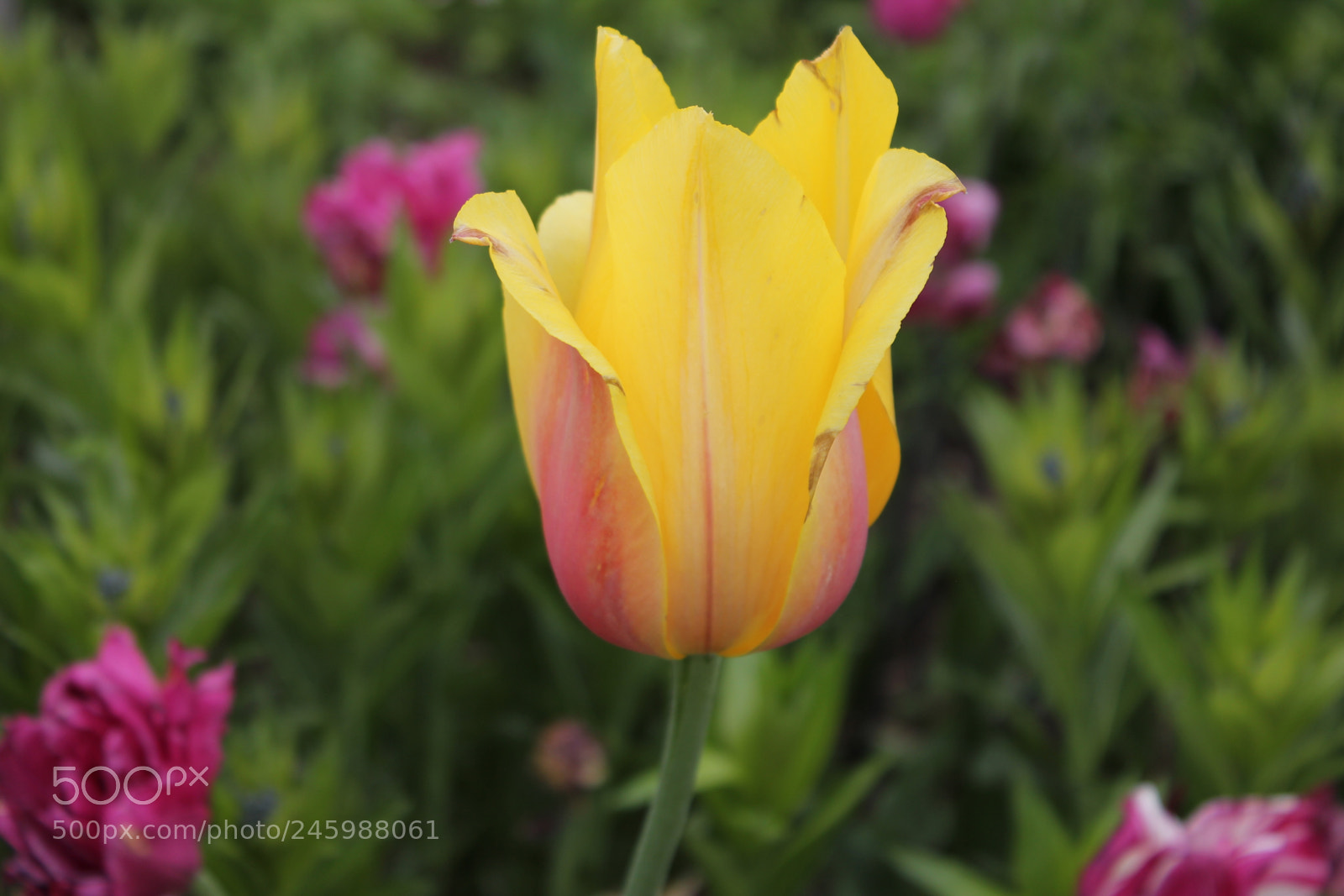 Canon EF-S 18-55mm F3.5-5.6 IS sample photo. Tulips edward's gardens, toronto photography