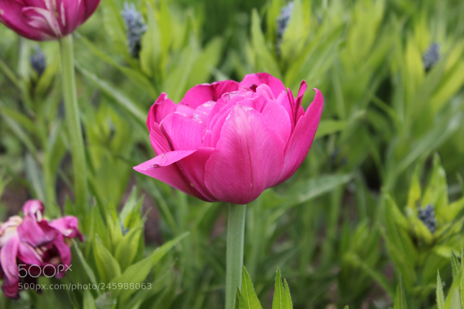 Canon EF-S 18-55mm F3.5-5.6 IS sample photo. Tulips edward's gardens, toronto photography