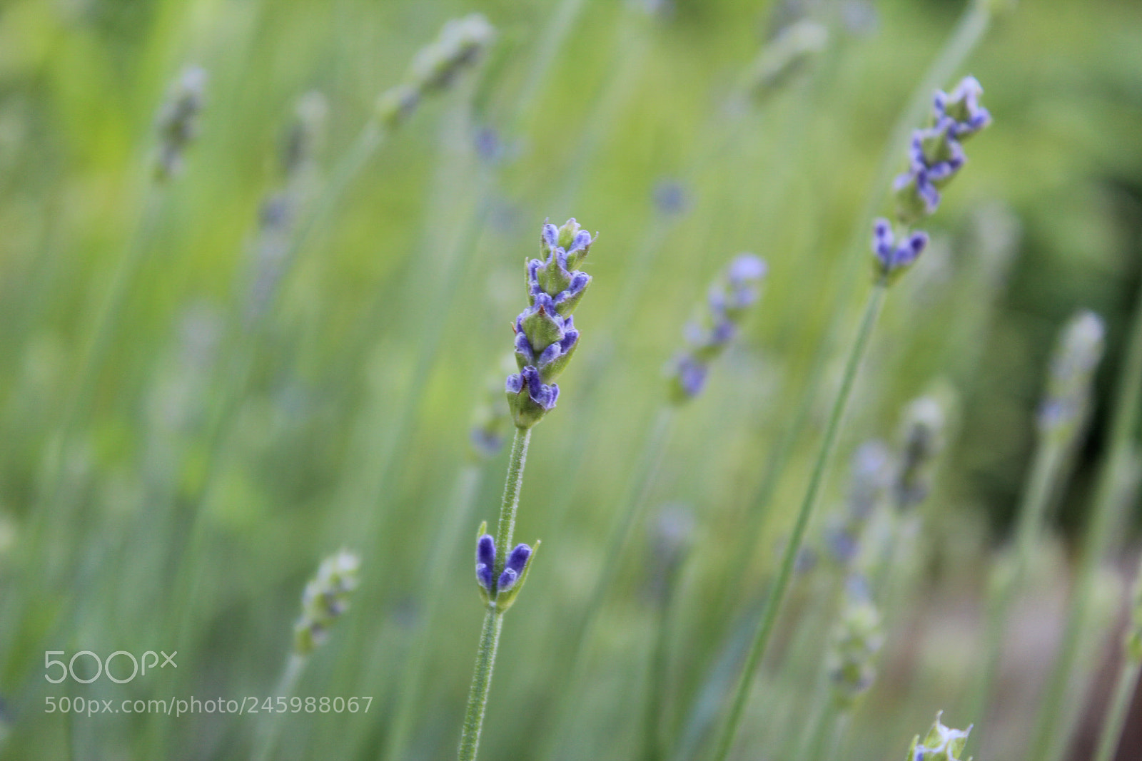 Canon EOS 600D (Rebel EOS T3i / EOS Kiss X5) sample photo. Img photography