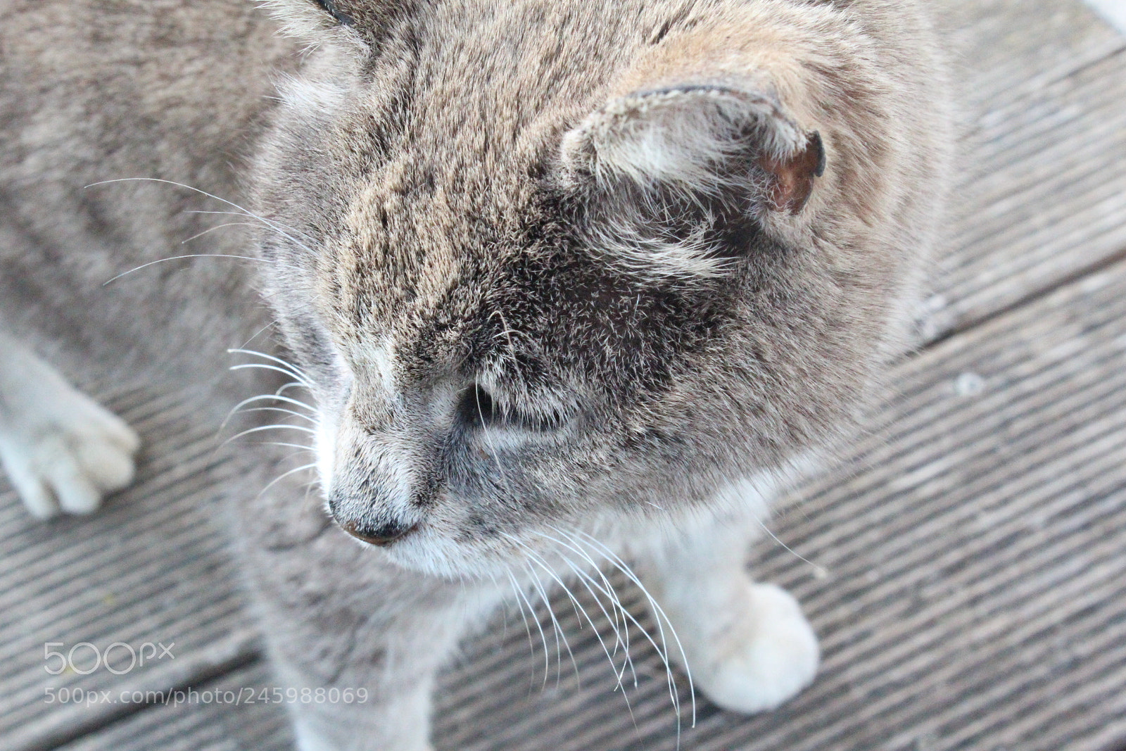 Canon EOS 600D (Rebel EOS T3i / EOS Kiss X5) sample photo. Feli :3 photography