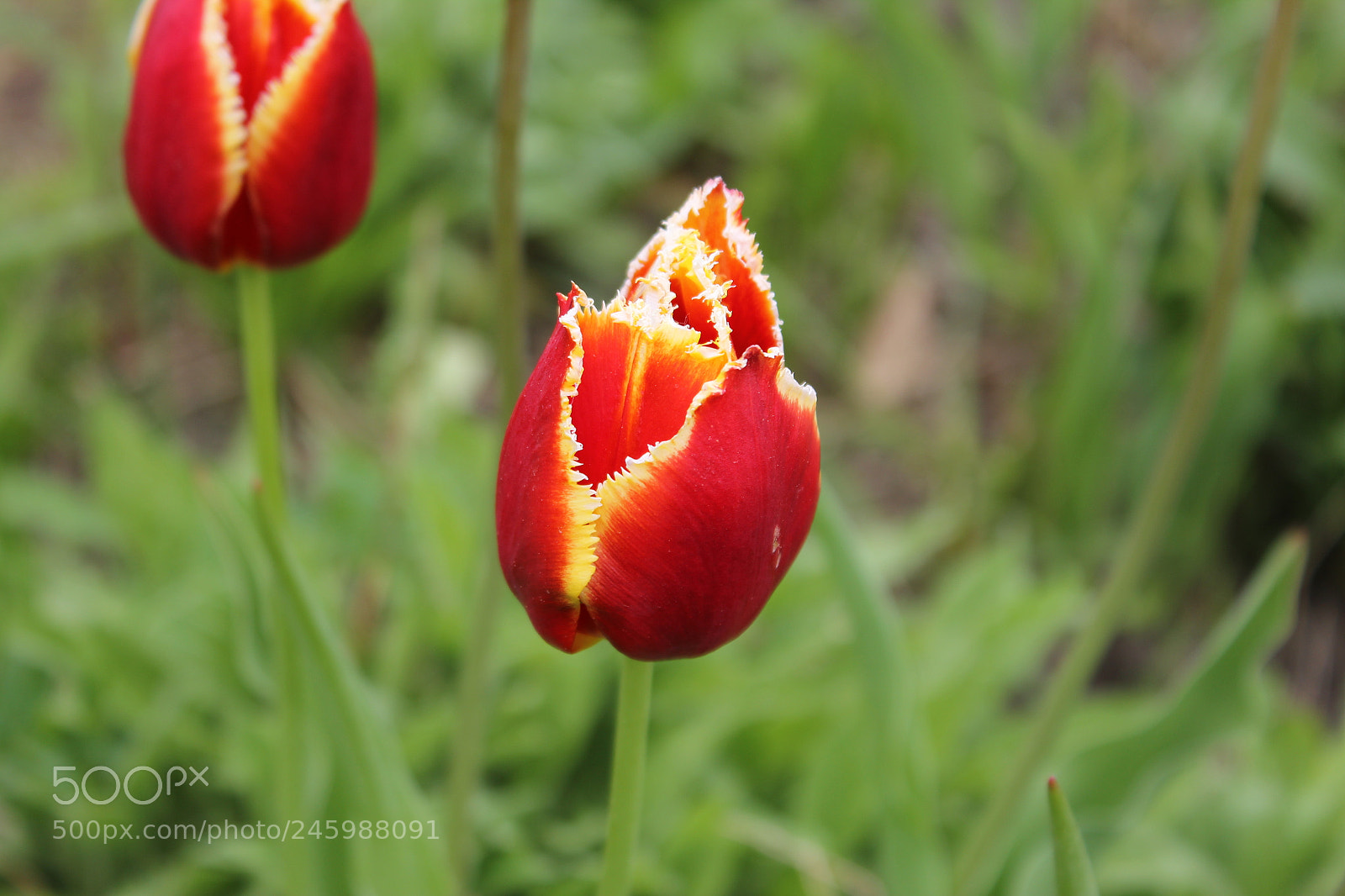 Canon EF-S 18-55mm F3.5-5.6 IS sample photo. Tulips edward's gardens, toronto photography