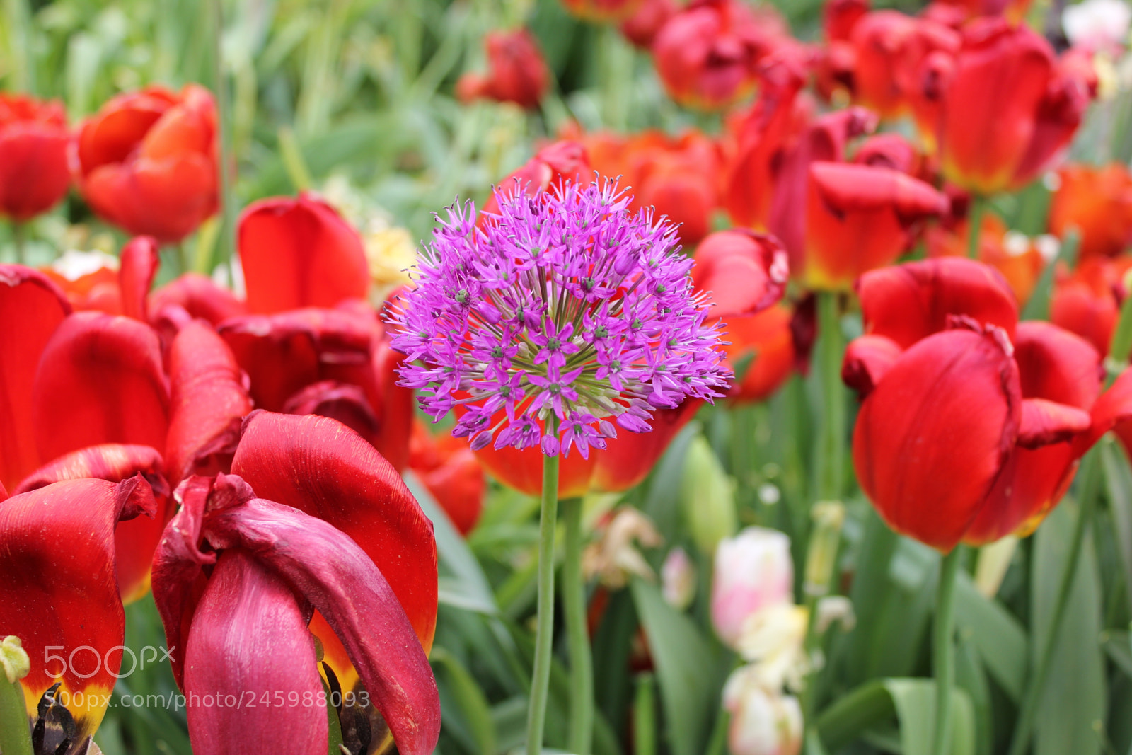 Canon EOS 550D (EOS Rebel T2i / EOS Kiss X4) sample photo. Tulips edward's gardens, toronto photography