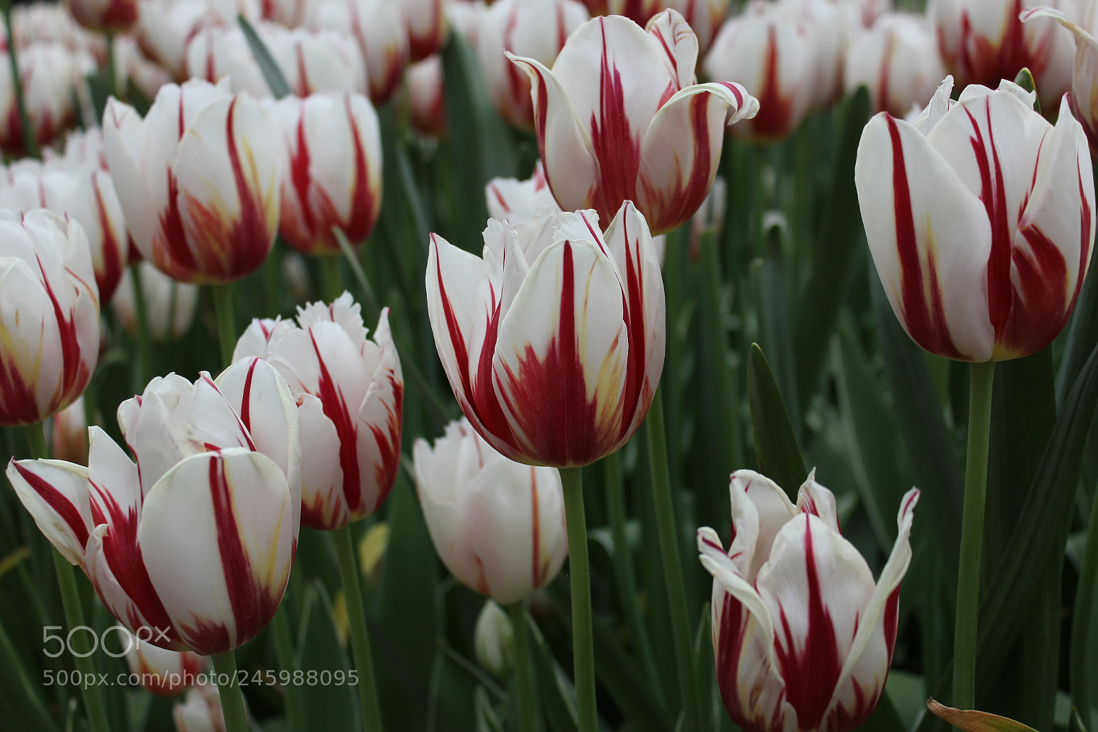 Canon EF-S 18-55mm F3.5-5.6 IS sample photo. Tulips edward's gardens, toronto photography