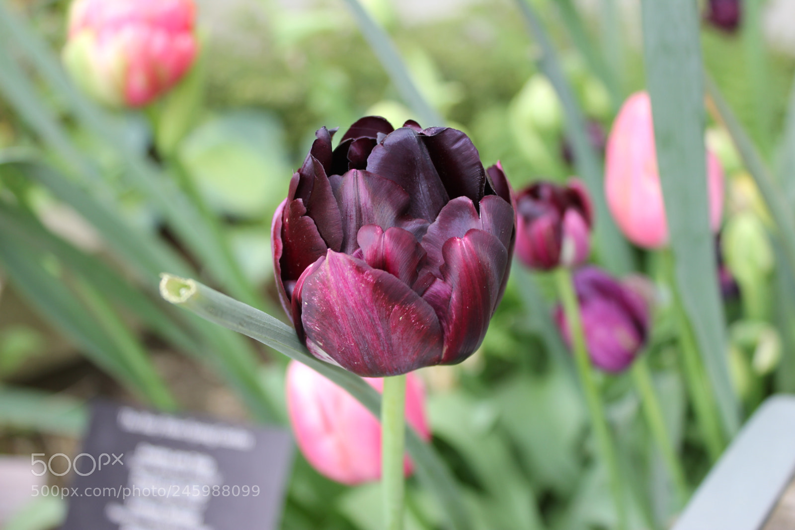 Canon EF-S 18-55mm F3.5-5.6 IS sample photo. Tulips edward's gardens, toronto photography
