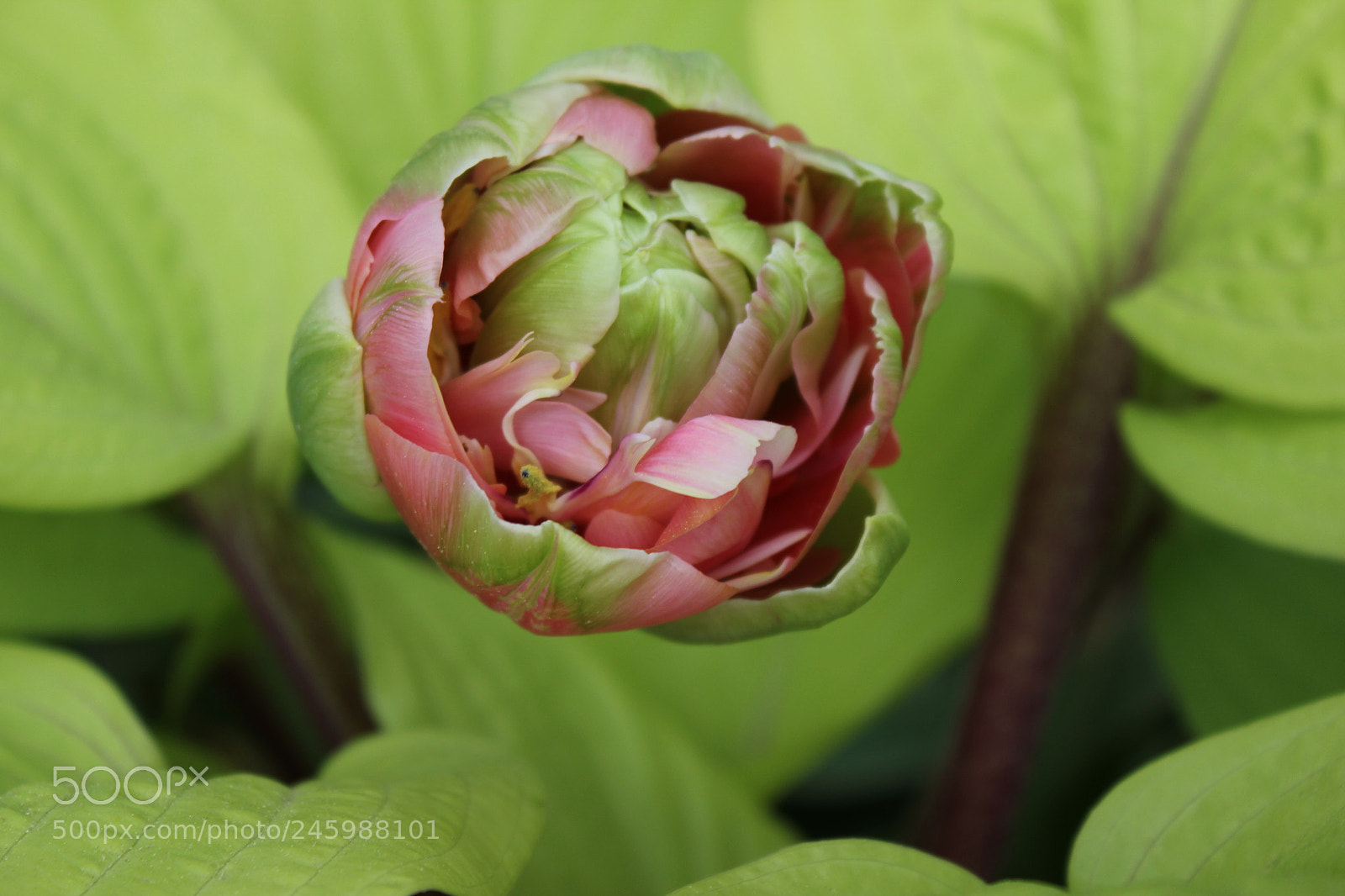 Canon EF-S 18-55mm F3.5-5.6 IS sample photo. Tulips edward's gardens, toronto photography