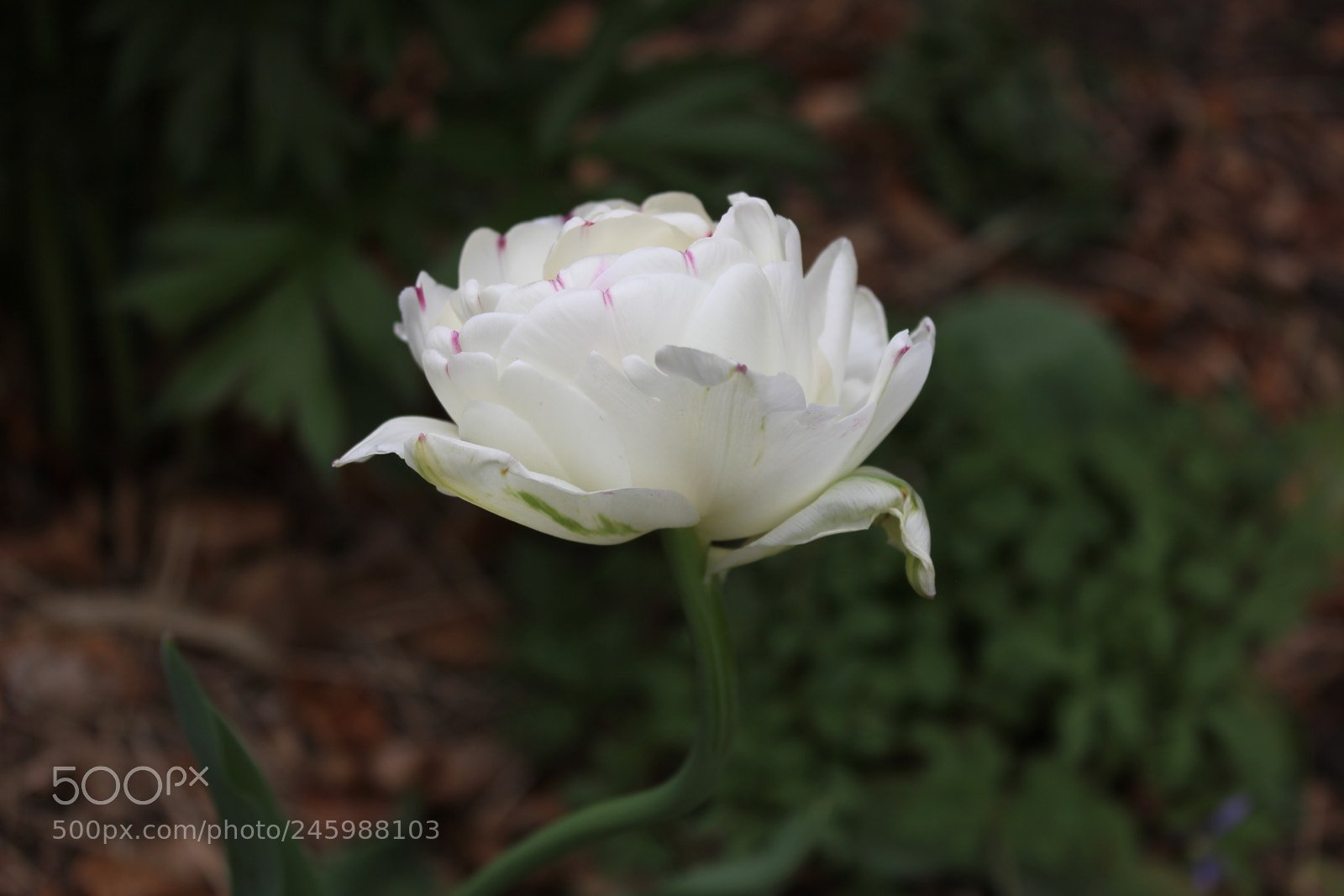 Canon EF-S 18-55mm F3.5-5.6 IS sample photo. Tulips edward's gardens, toronto photography