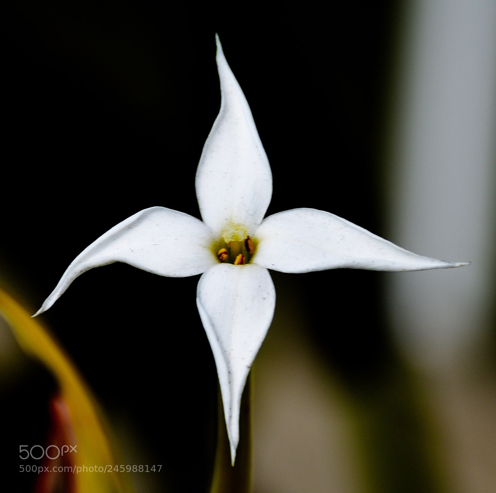 Nikon D7200 sample photo. White star flower photography