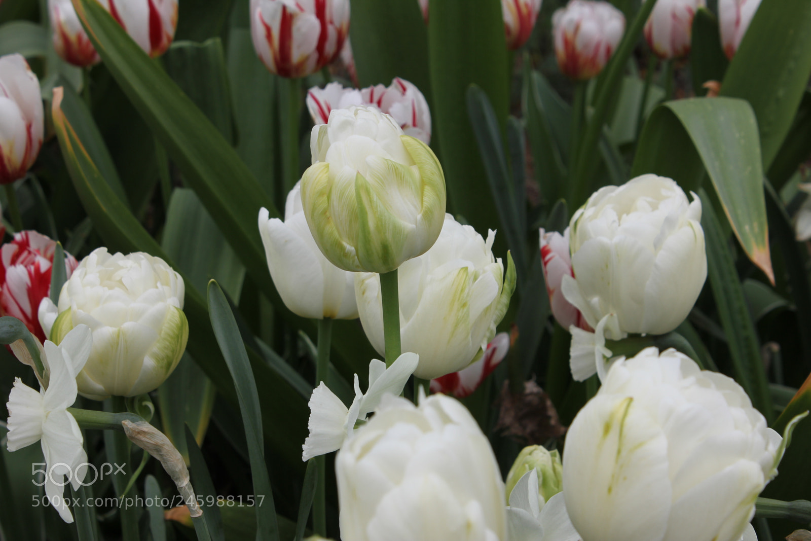 Canon EF-S 18-55mm F3.5-5.6 IS sample photo. Tulips edward's gardens, toronto photography