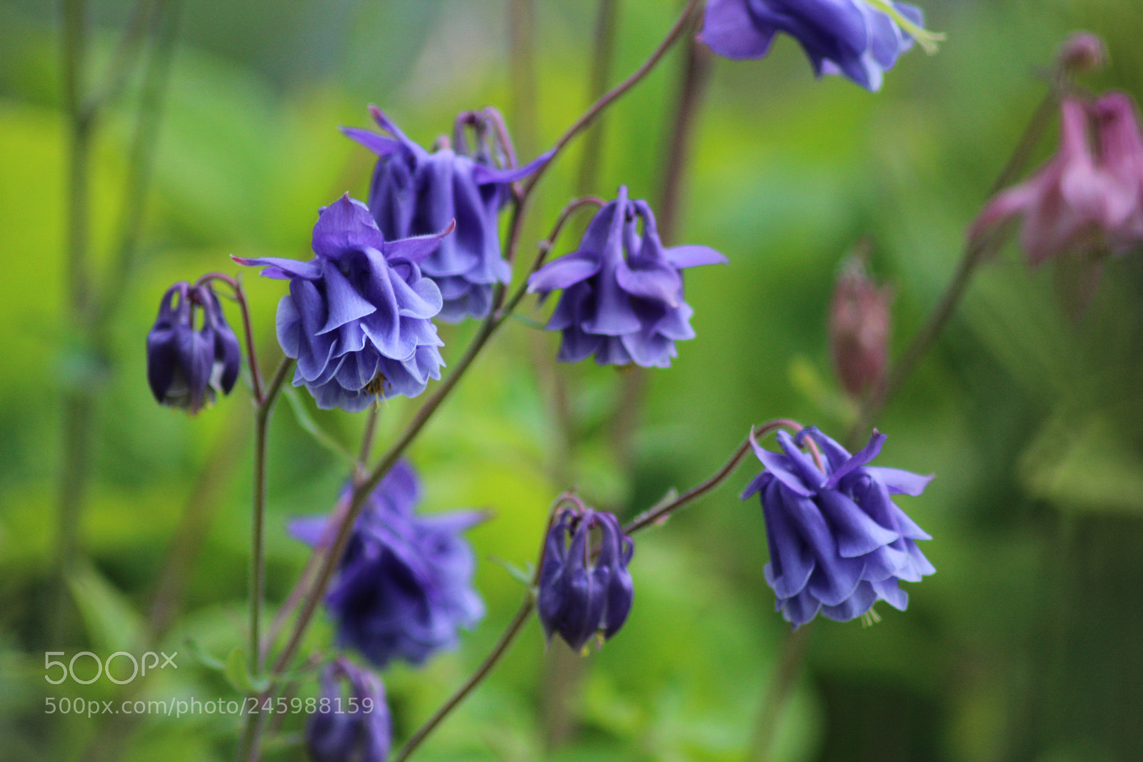 Canon EOS 600D (Rebel EOS T3i / EOS Kiss X5) sample photo. Img photography