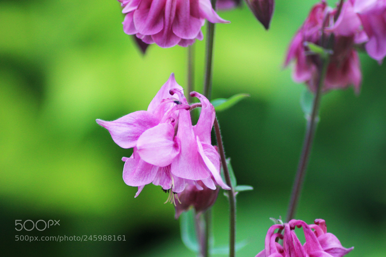 Canon EOS 600D (Rebel EOS T3i / EOS Kiss X5) sample photo. Img photography