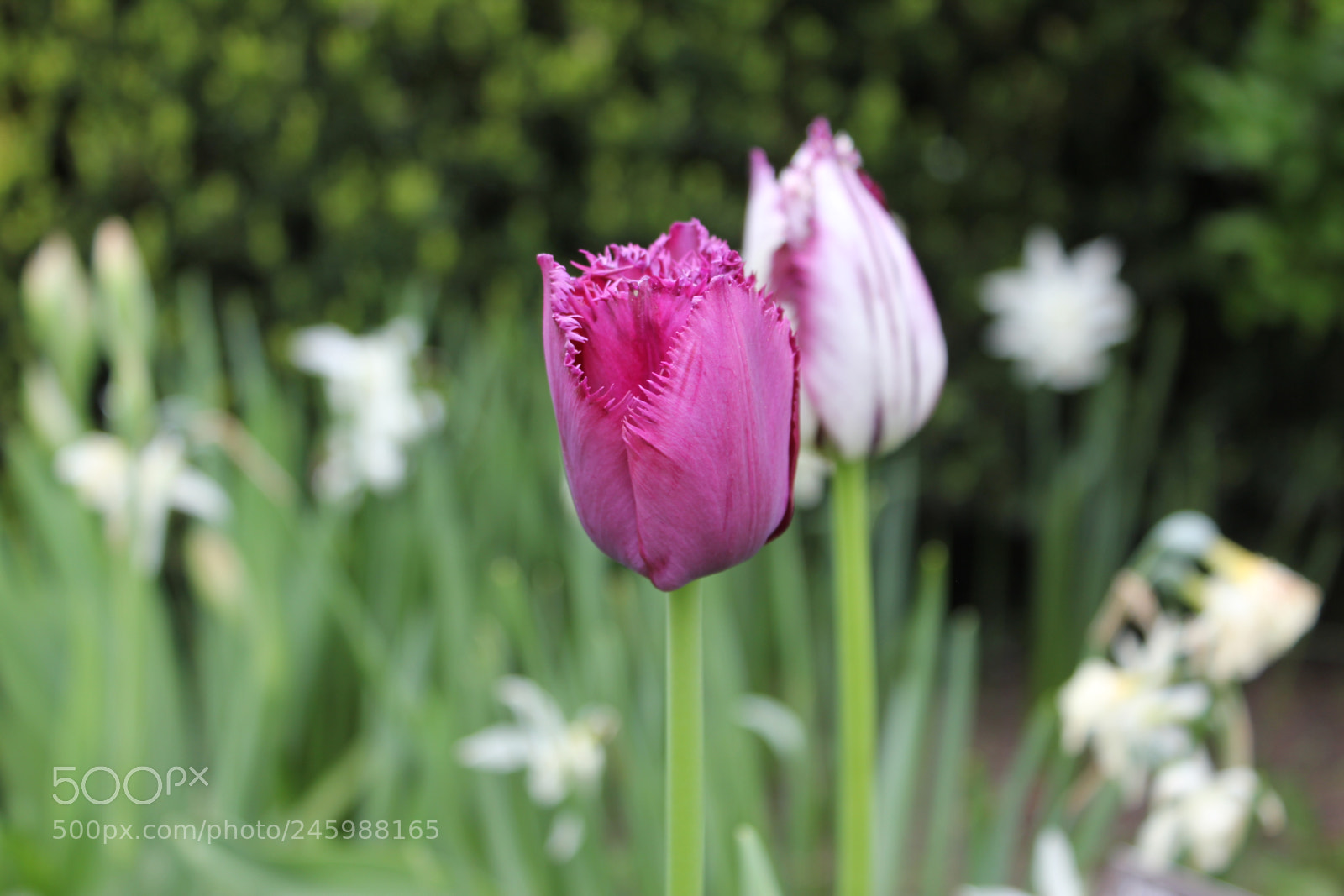 Canon EF-S 18-55mm F3.5-5.6 IS sample photo. Tulips edward's gardens, toronto photography