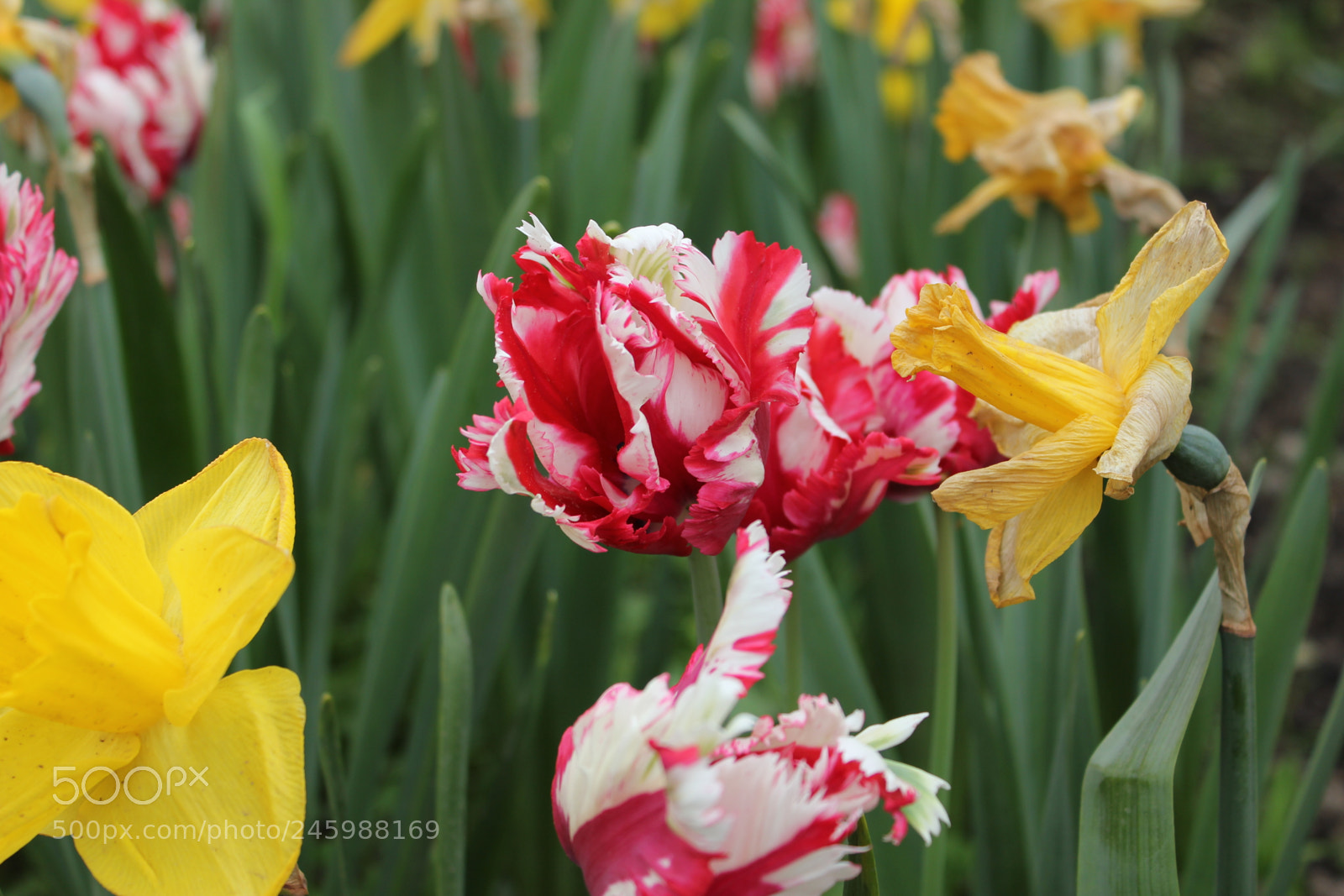 Canon EOS 550D (EOS Rebel T2i / EOS Kiss X4) sample photo. Tulips edward's gardens, toronto photography