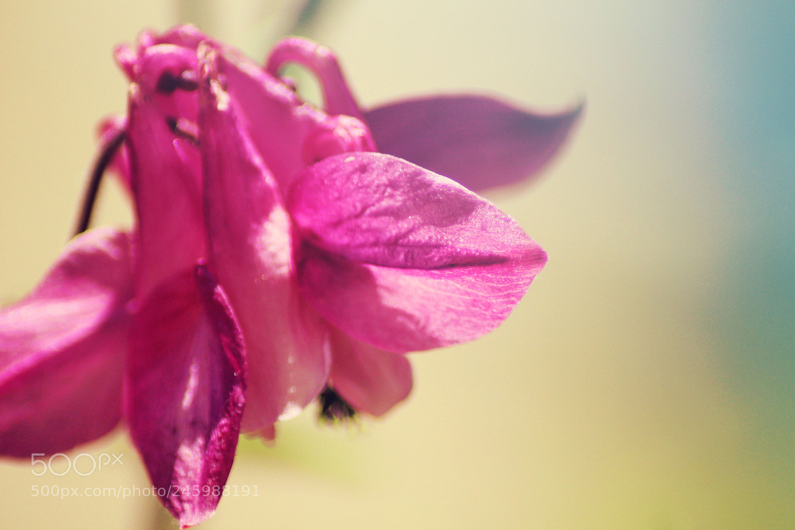 Canon EOS 600D (Rebel EOS T3i / EOS Kiss X5) sample photo. Img photography