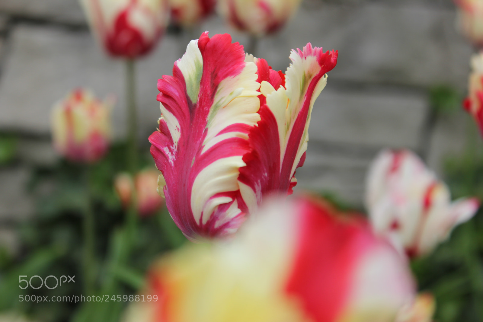 Canon EOS 550D (EOS Rebel T2i / EOS Kiss X4) sample photo. Tulips edward's gardens, toronto photography