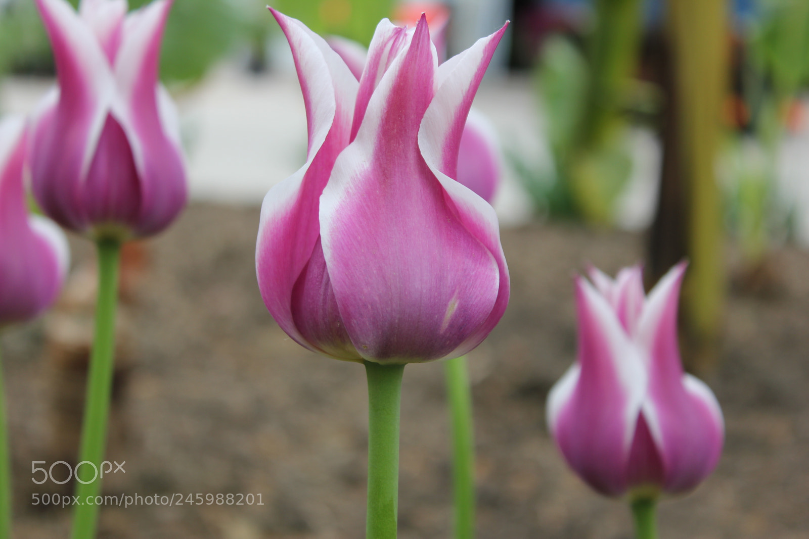 Canon EF-S 18-55mm F3.5-5.6 IS sample photo. Tulips edward's gardens, toronto photography