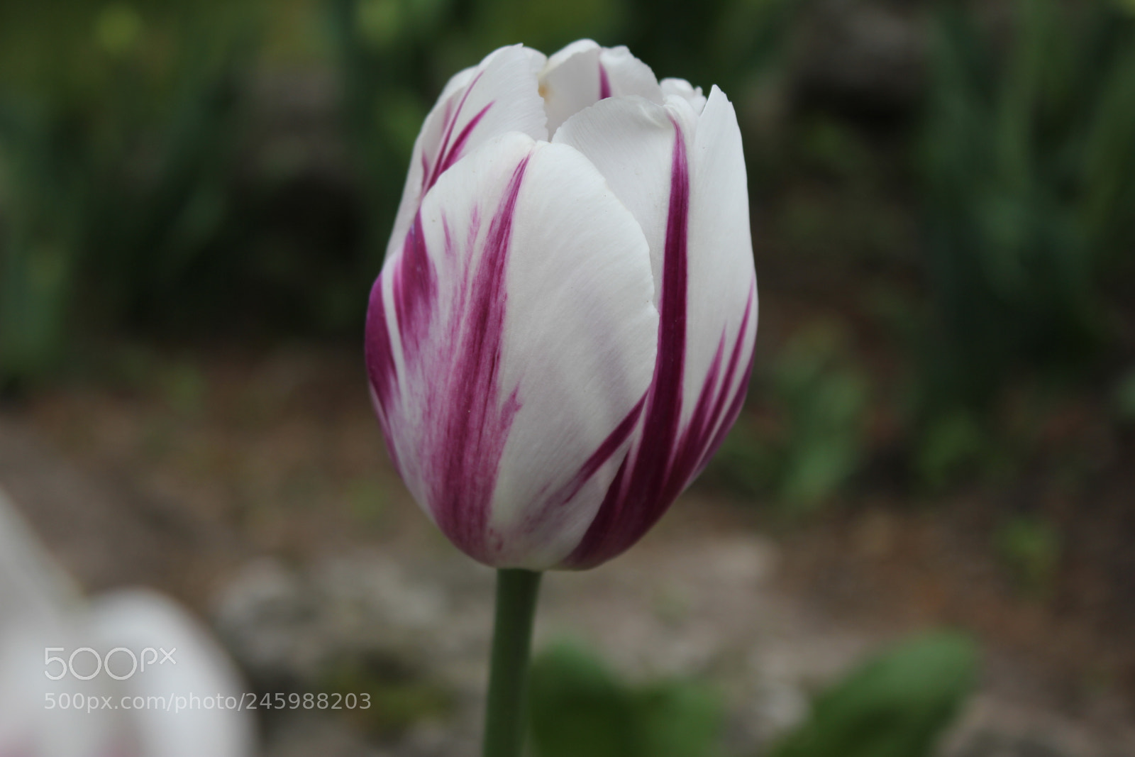 Canon EF-S 18-55mm F3.5-5.6 IS sample photo. Tulips edward's gardens, toronto photography