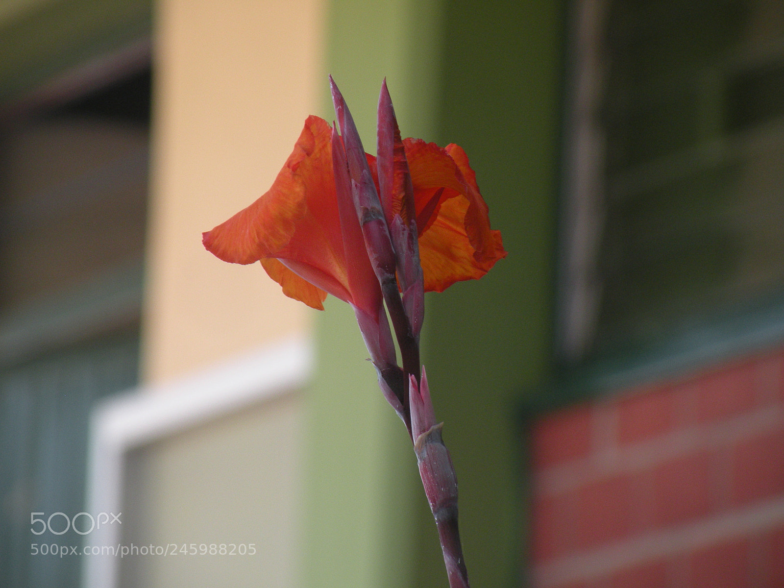 Nikon Coolpix P80 sample photo. Soledad... photography